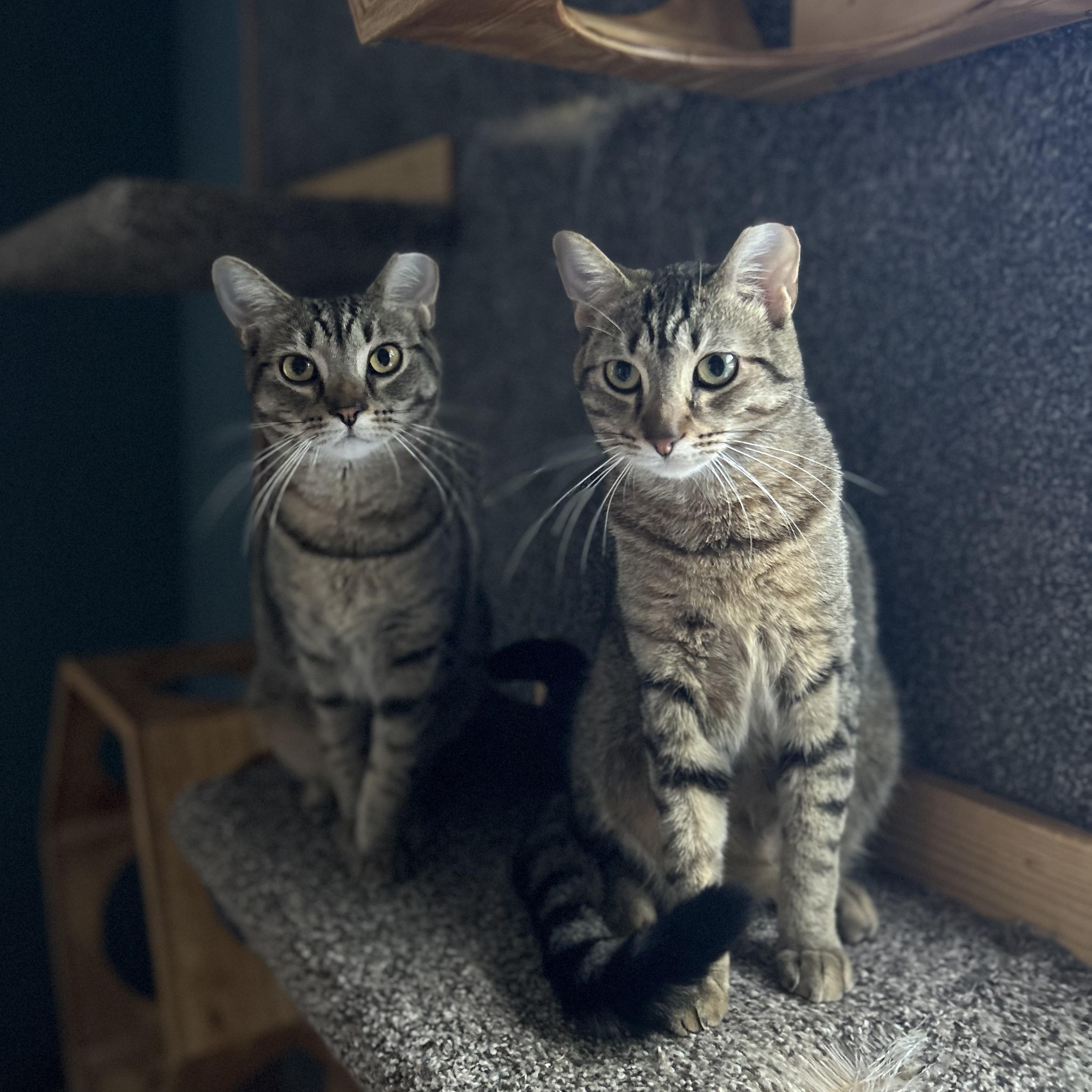 Enlarge Phoenix (m) and Rebel (f), a Adoptable Domestic Short Hair in Milwaukee, WI image 3/6
