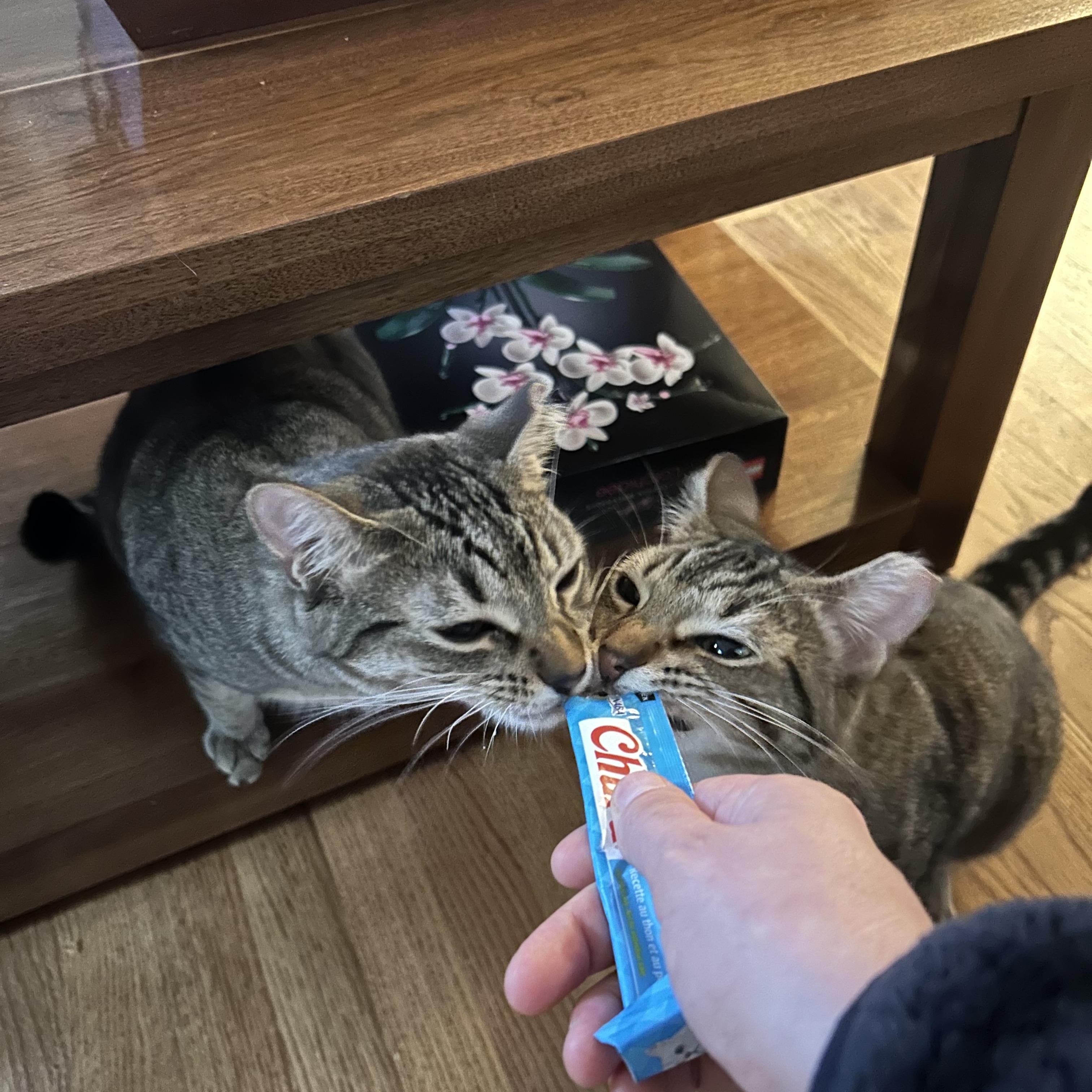 Enlarge Phoenix (m) and Rebel (f), a Adoptable Domestic Short Hair in Milwaukee, WI image 2/6