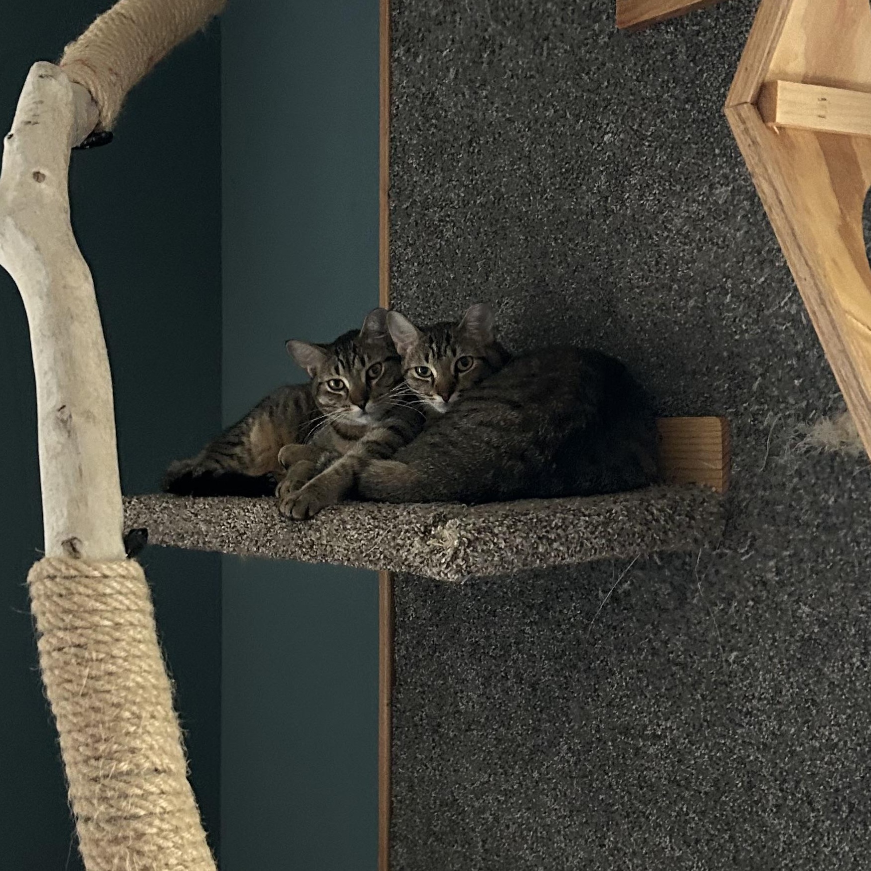 Enlarge Phoenix (m) and Rebel (f), a Adoptable Domestic Short Hair in Milwaukee, WI image 5/6