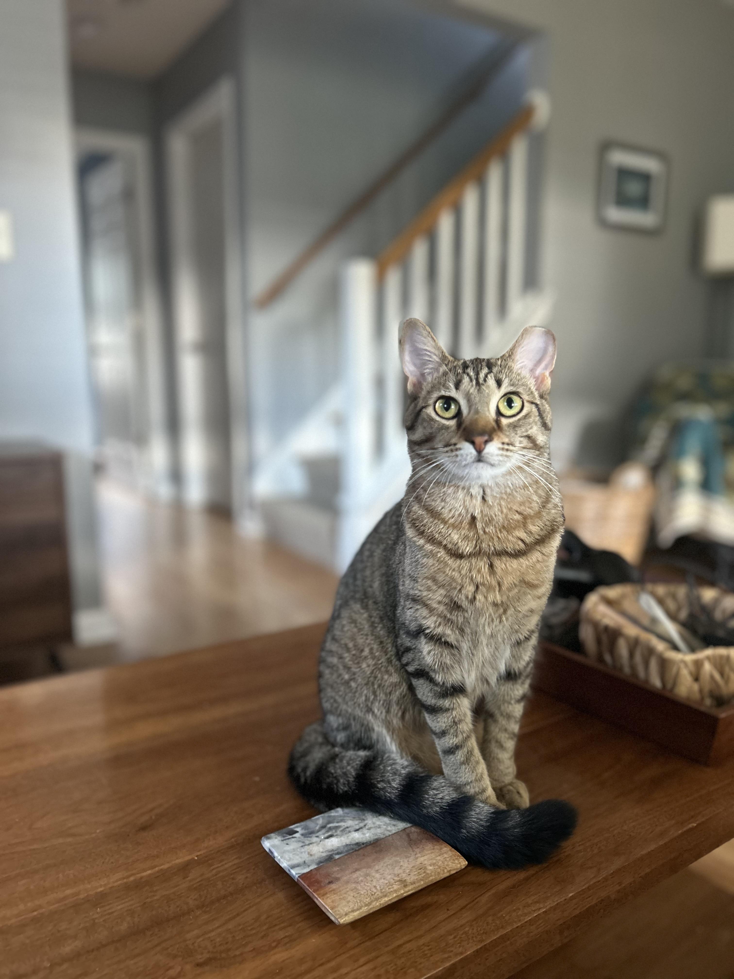 Enlarge Phoenix (m) and Rebel (f), a Adoptable Domestic Short Hair in Milwaukee, WI image 4/6