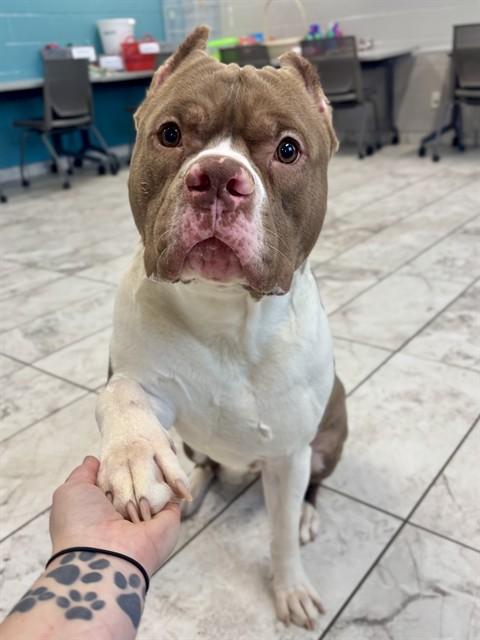 THOR, Adoptable, Young Male Pit Bull Terrier.