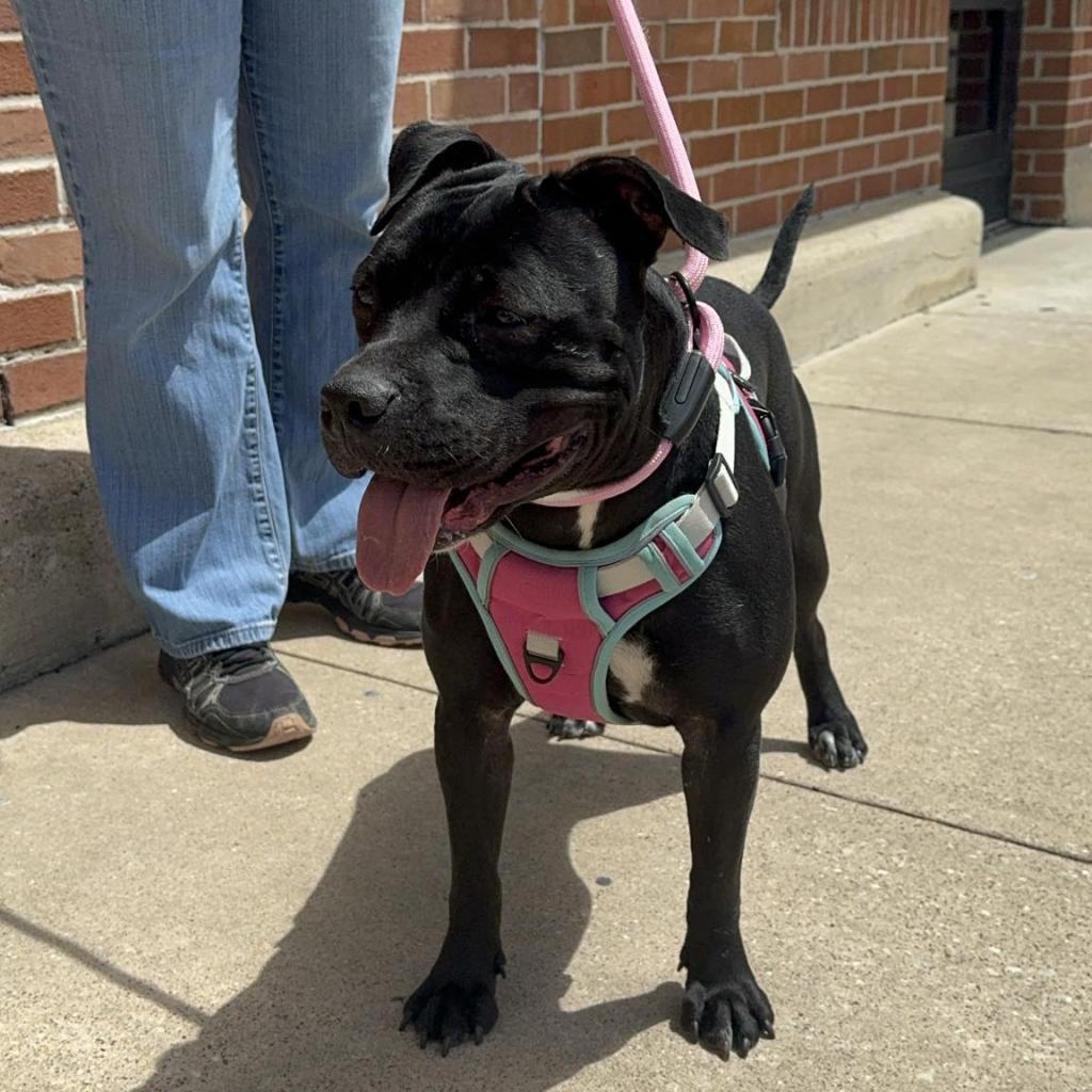 Abby, Adoptable, Adult Female Boxer & Pit Bull Terrier.