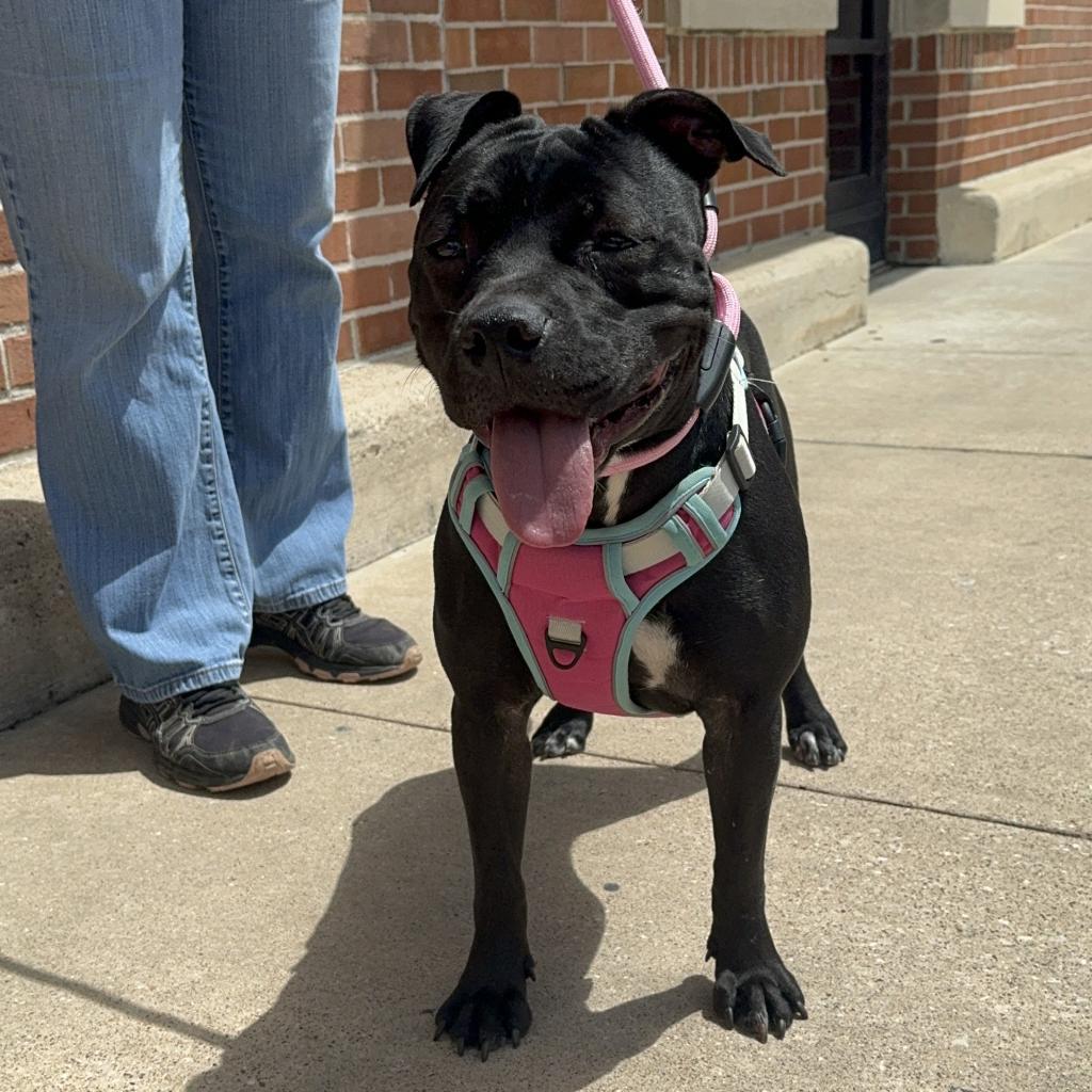 Enlarge Abby, a Adoptable mixed breed in Houston, TX image 2/5