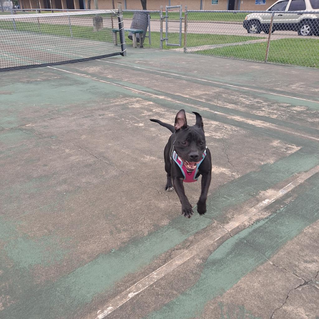 Enlarge Abby, a Adoptable mixed breed in Houston, TX image 3/5