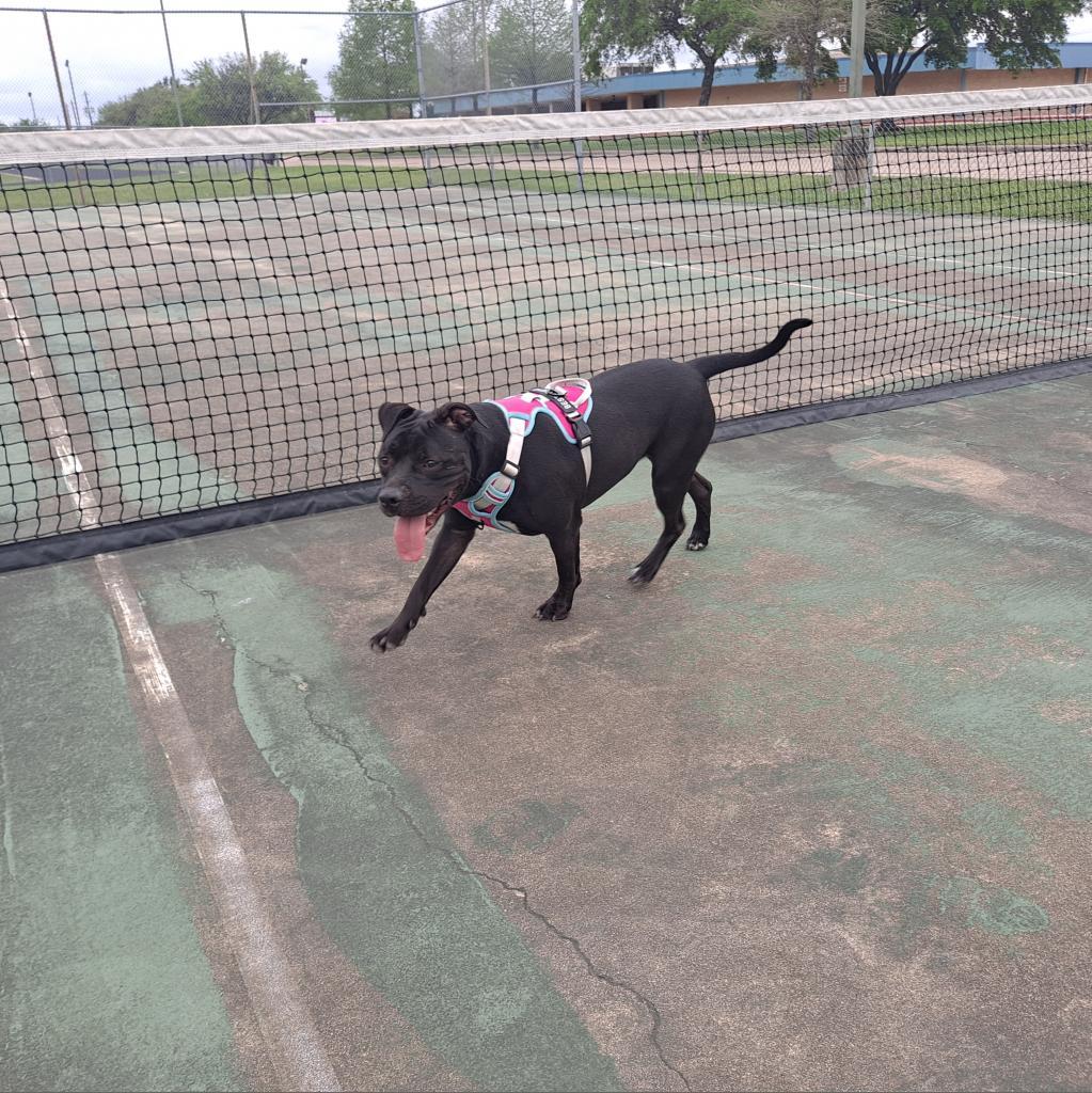 Enlarge Abby, a Adoptable mixed breed in Houston, TX image 4/5