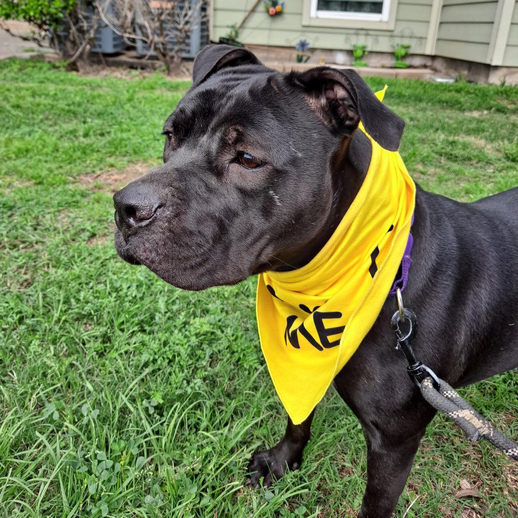 Enlarge Abby, a Adoptable mixed breed in Houston, TX image 5/5