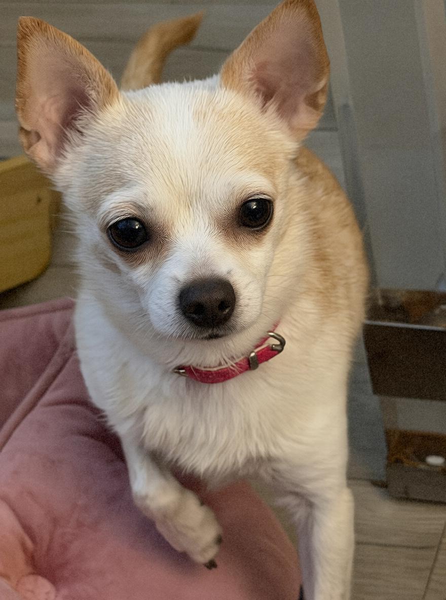 Enlarge Gracie, a Adoptable Chihuahua in Tarzana, CA image 5/5