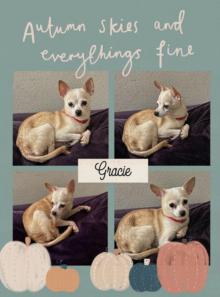 Enlarge Gracie, a Adoptable Chihuahua in Tarzana, CA image 3/5