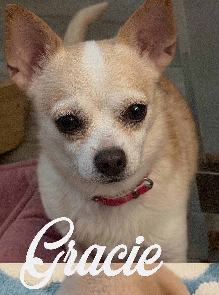 Enlarge Gracie, a Adoptable Chihuahua in Tarzana, CA image 1/5