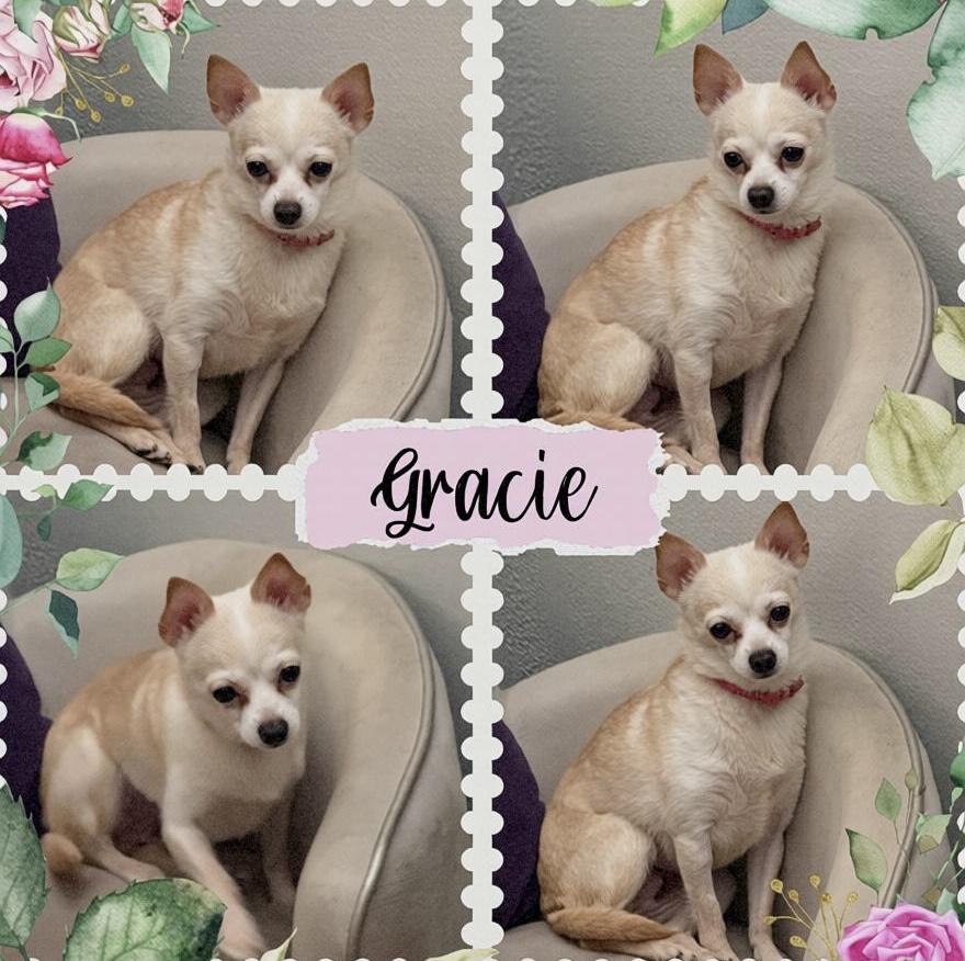 Enlarge Gracie, a Adoptable Chihuahua in Tarzana, CA image 4/5