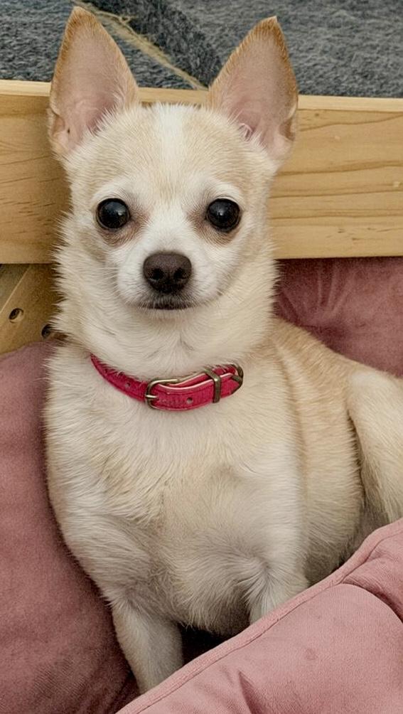 Enlarge Gracie, a Adoptable Chihuahua in Tarzana, CA image 2/5