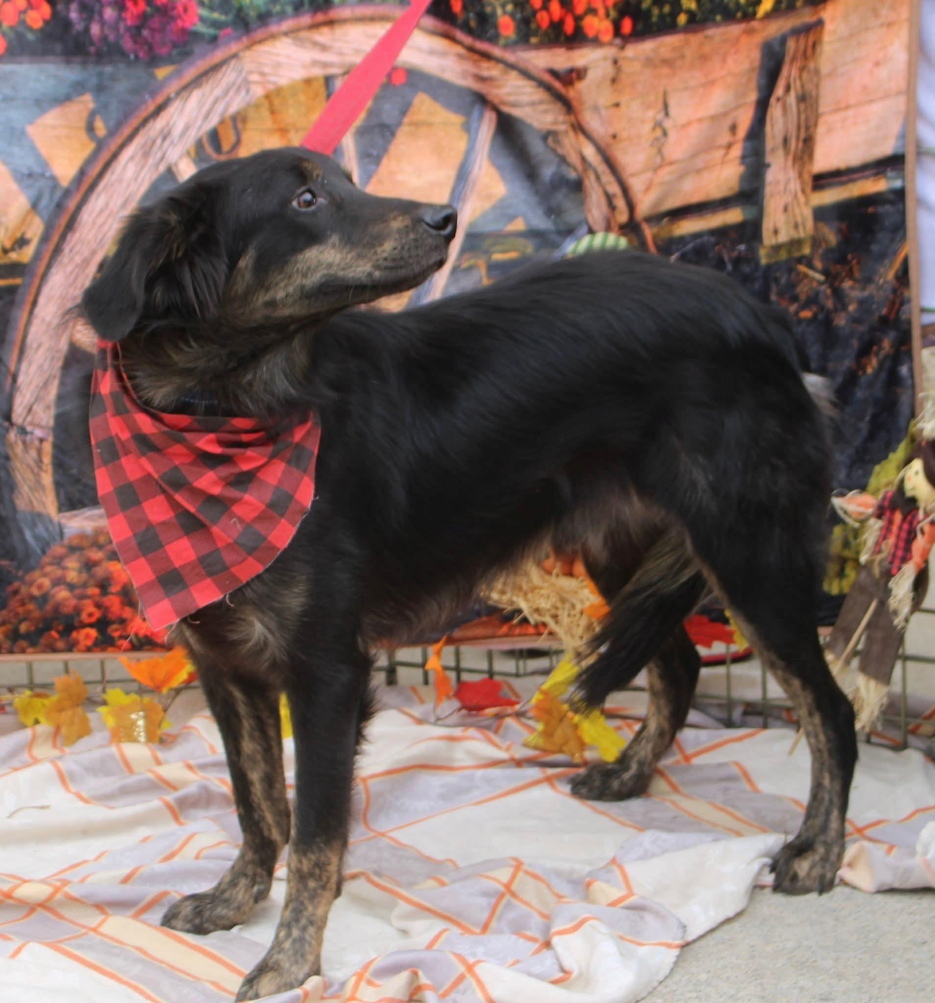 Enlarge Chester, a Adoptable mixed breed in Stuarts Draft, VA image 4/4