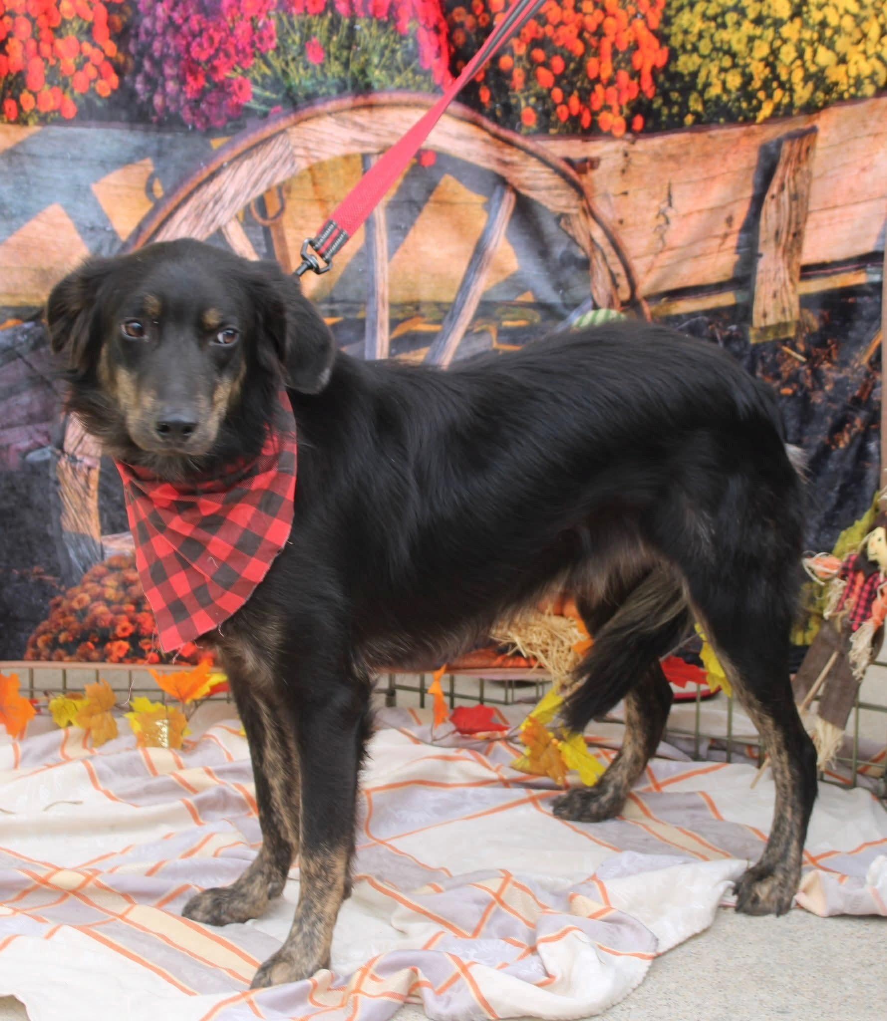 Enlarge Chester, a Adoptable mixed breed in Stuarts Draft, VA image 1/4