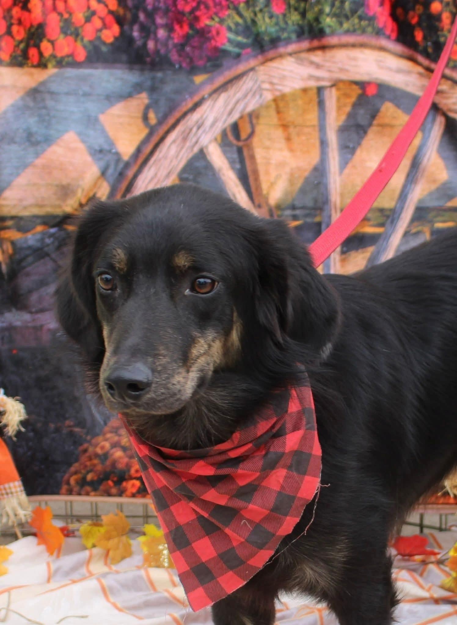 Enlarge Chester, a Adoptable mixed breed in Stuarts Draft, VA image 3/4