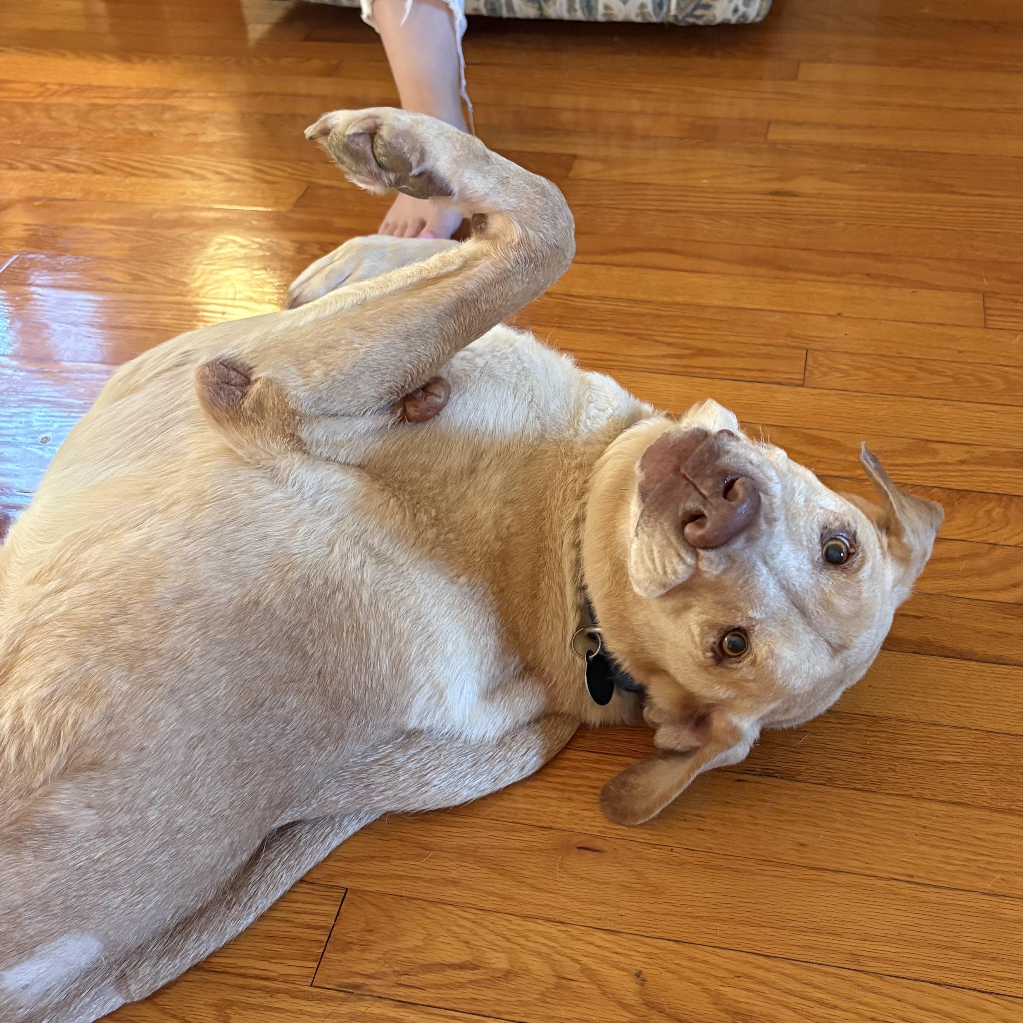 Enlarge Frito Lays, a Adoptable Yellow Labrador Retriever in Smithtown, NY image 3/6