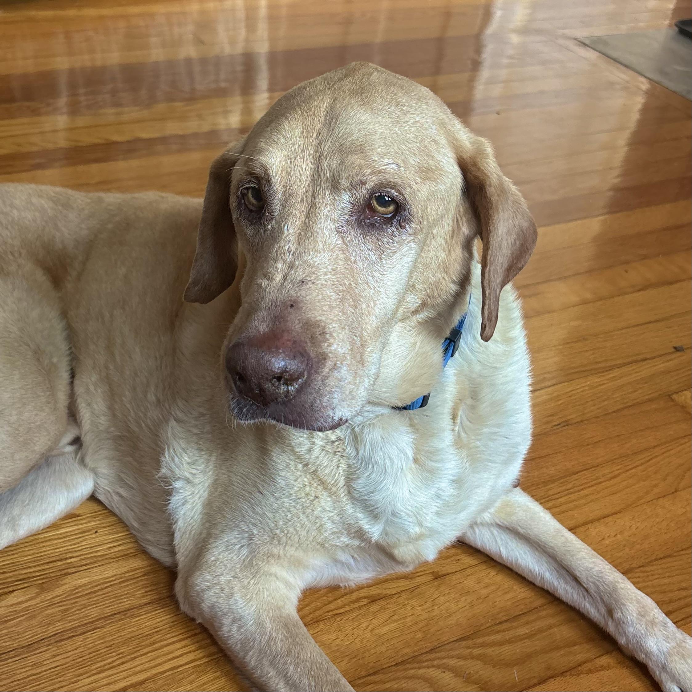 Frito Lays, Adoptable, Senior Male Yellow Labrador Retriever.