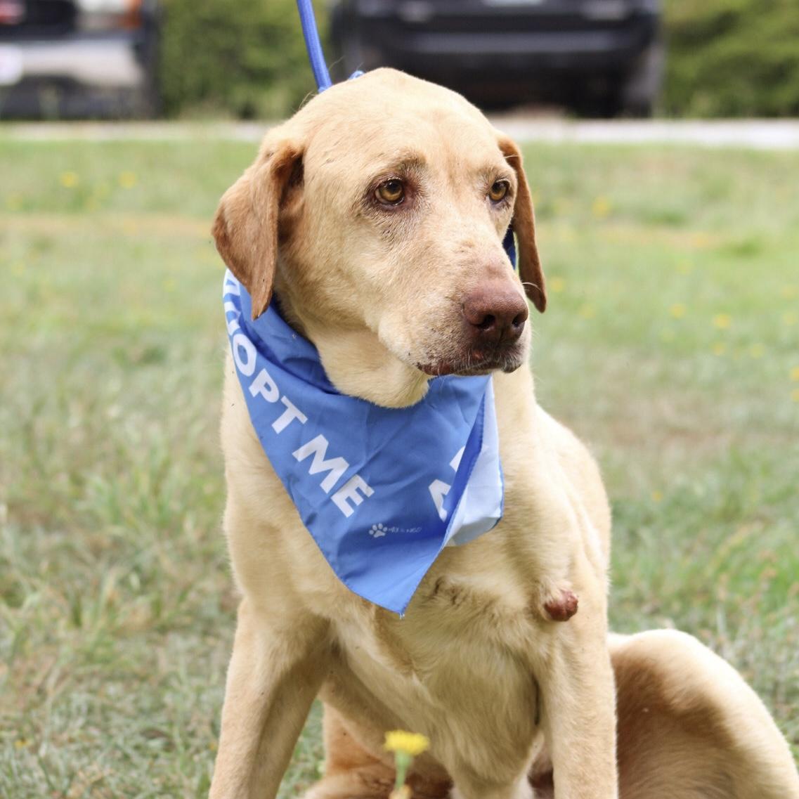 Enlarge Frito Lays, a Adoptable Yellow Labrador Retriever in Smithtown, NY image 4/6