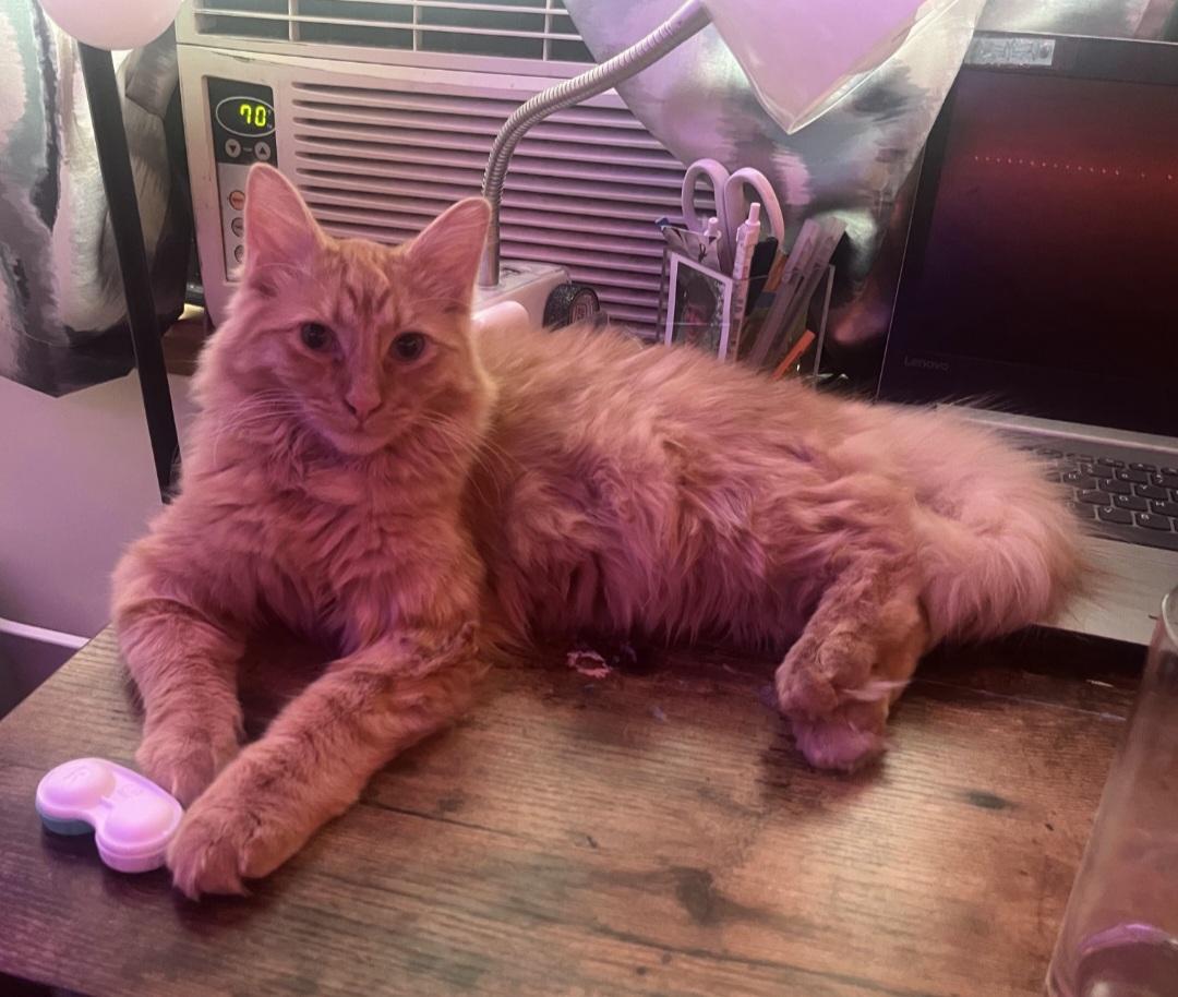 Frodo, Adopted, Young Male Domestic Long Hair.