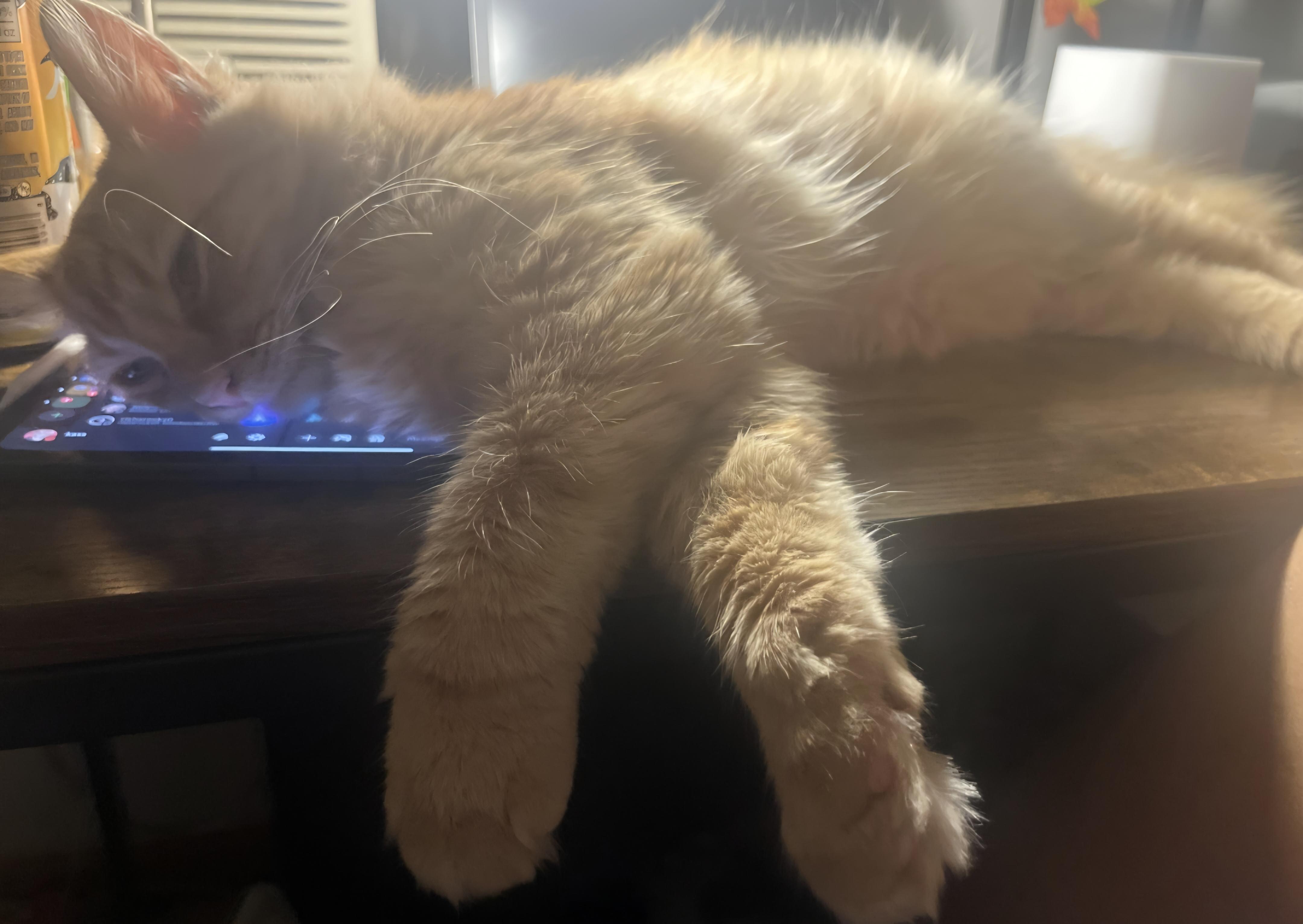 Frodo, a Adopted Domestic Long Hair in Stewartsville,, NJ image 2/3