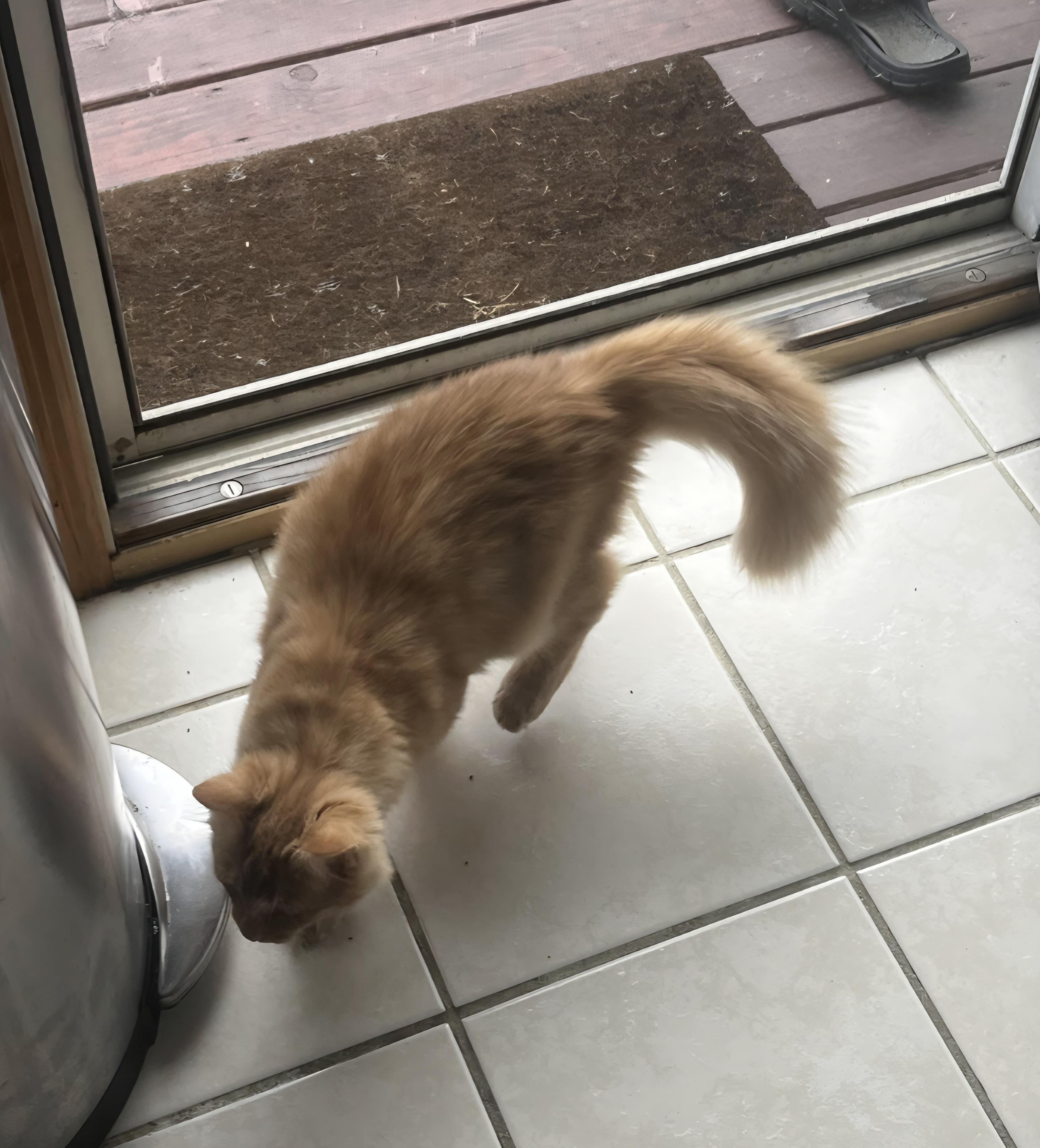 Frodo, Adopted, Young Male Domestic Long Hair.