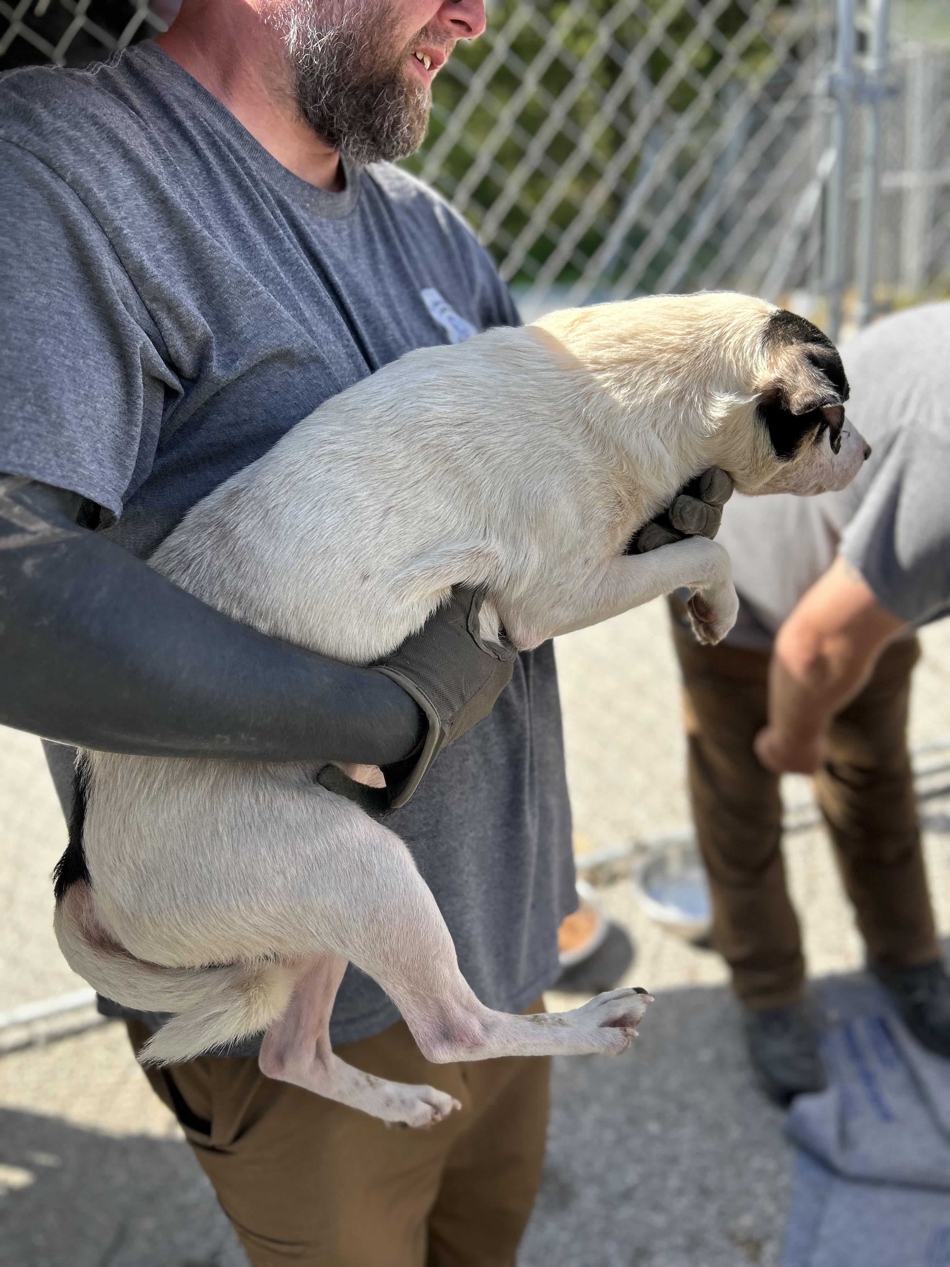 Enlarge Blaze, an adopted mixed breed in Manchester, TN image 5/5