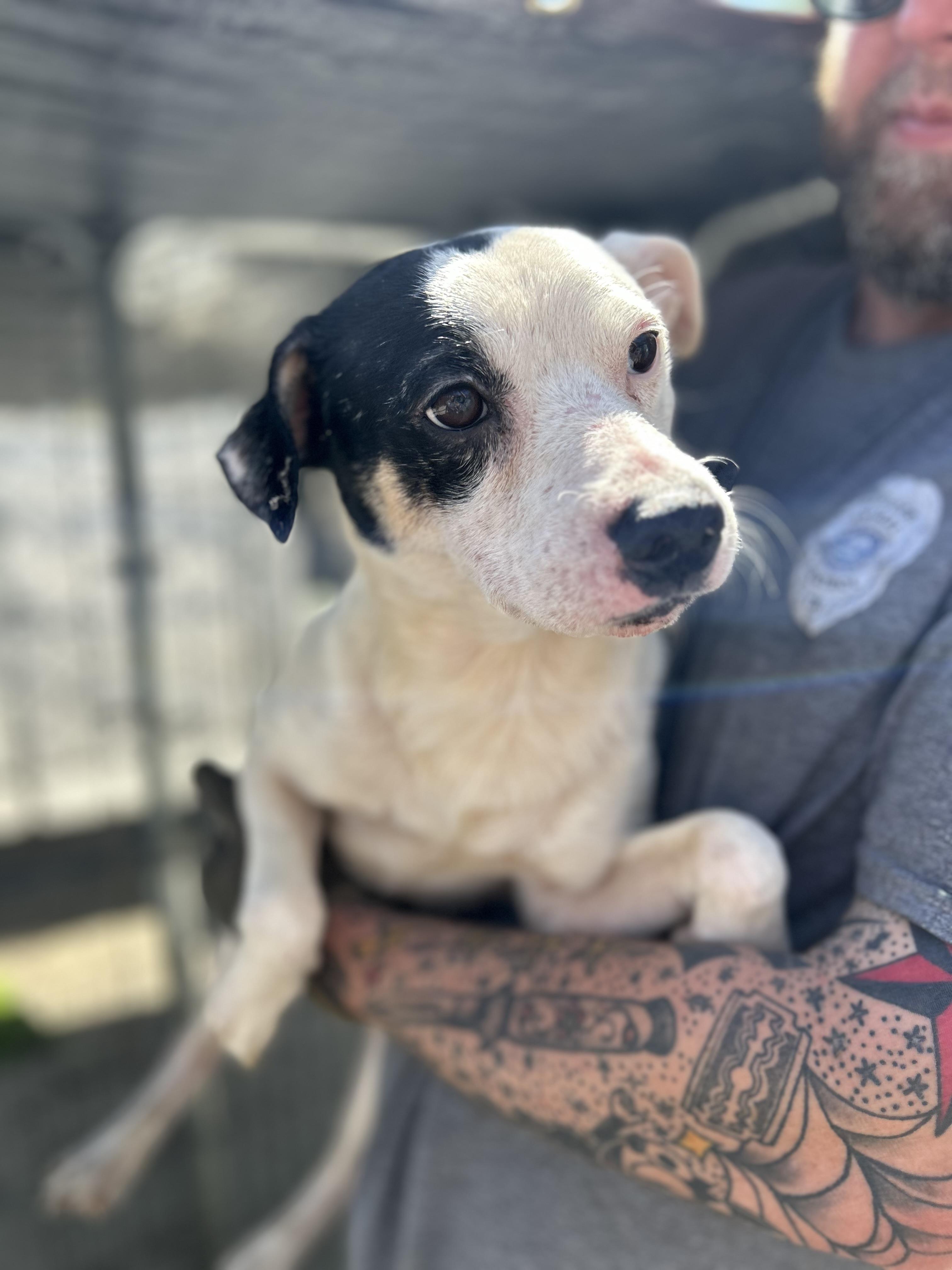 Enlarge Blaze, an adopted mixed breed in Manchester, TN image 3/5