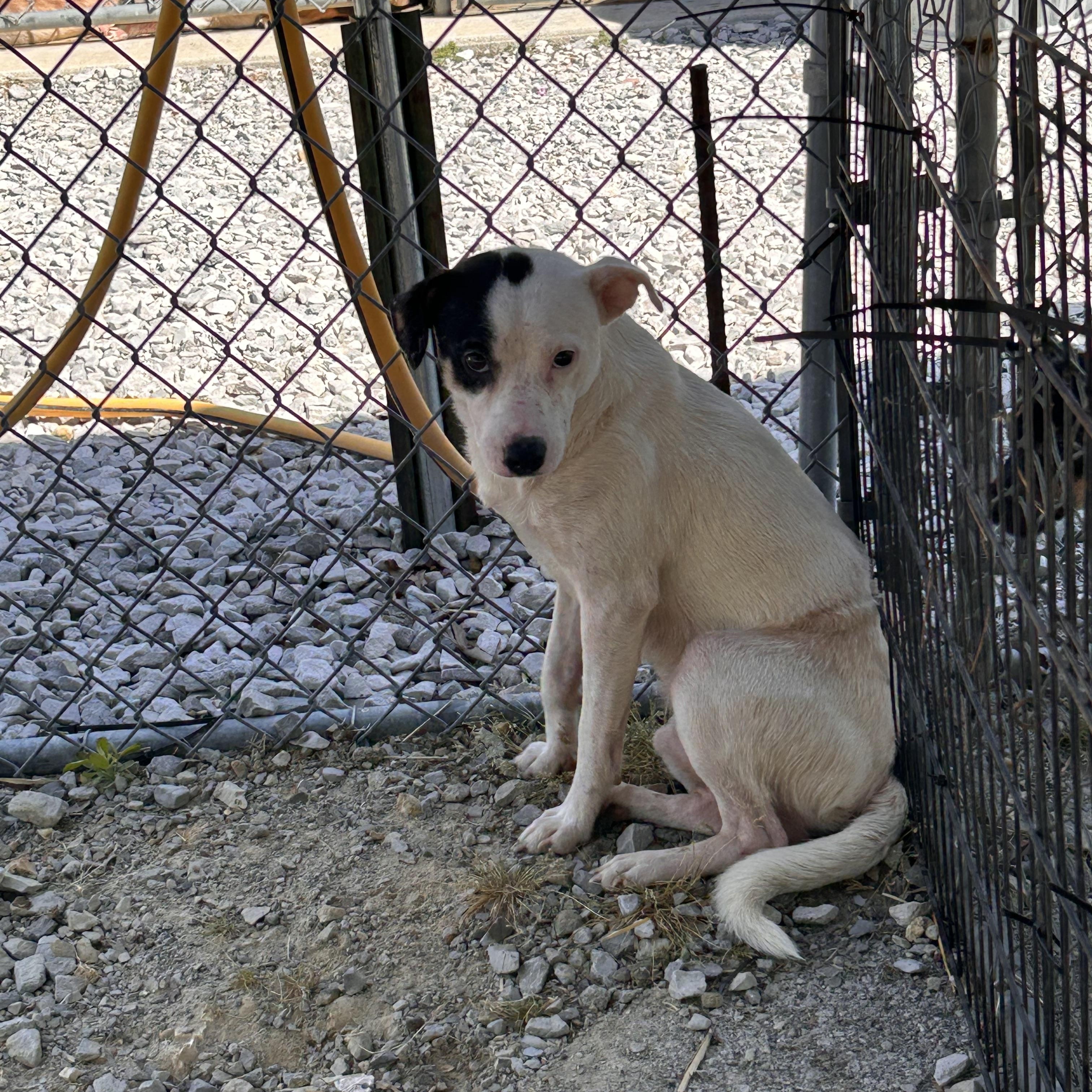 Enlarge Blaze, an adopted mixed breed in Manchester, TN image 4/5