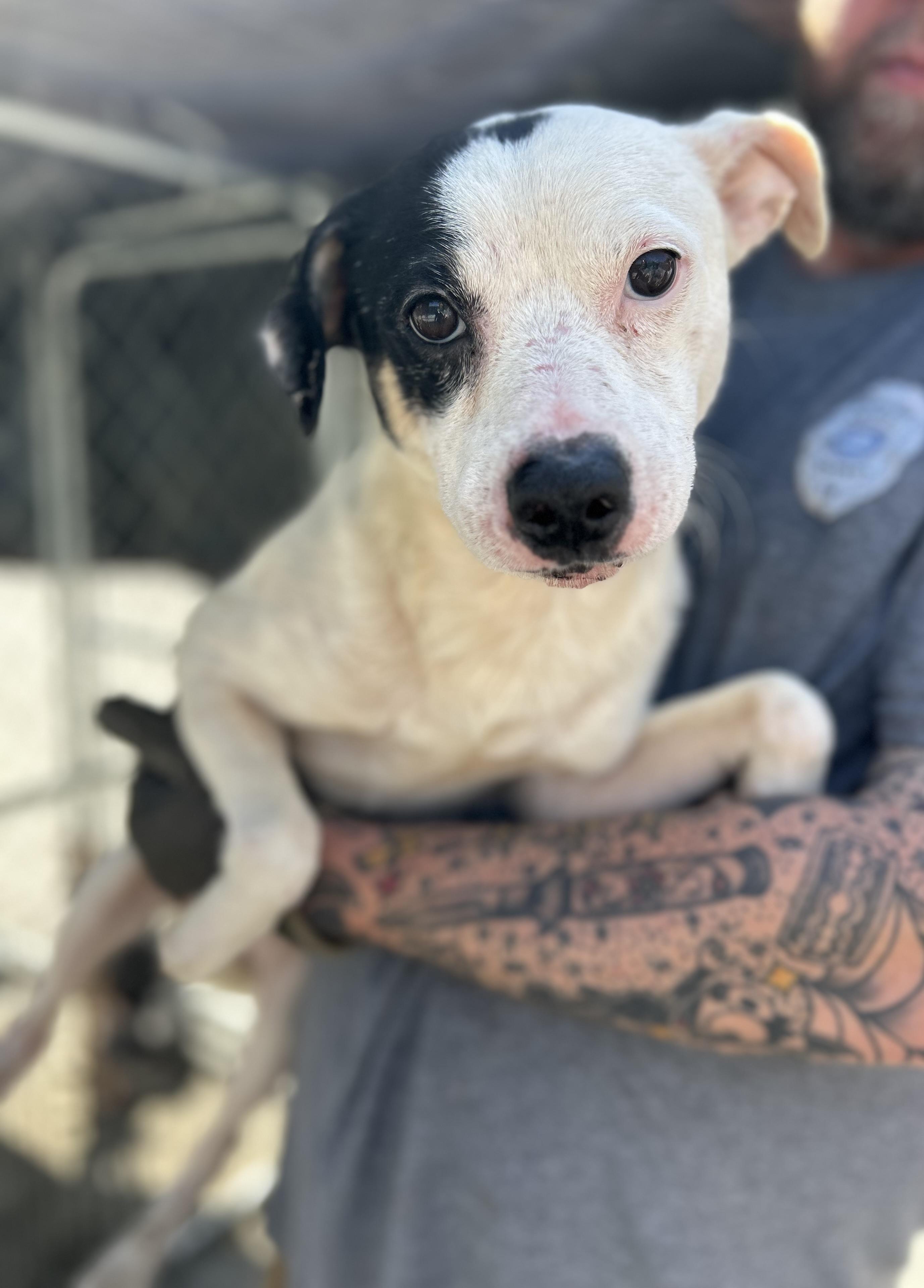 Enlarge Blaze, an adopted mixed breed in Manchester, TN image 1/5