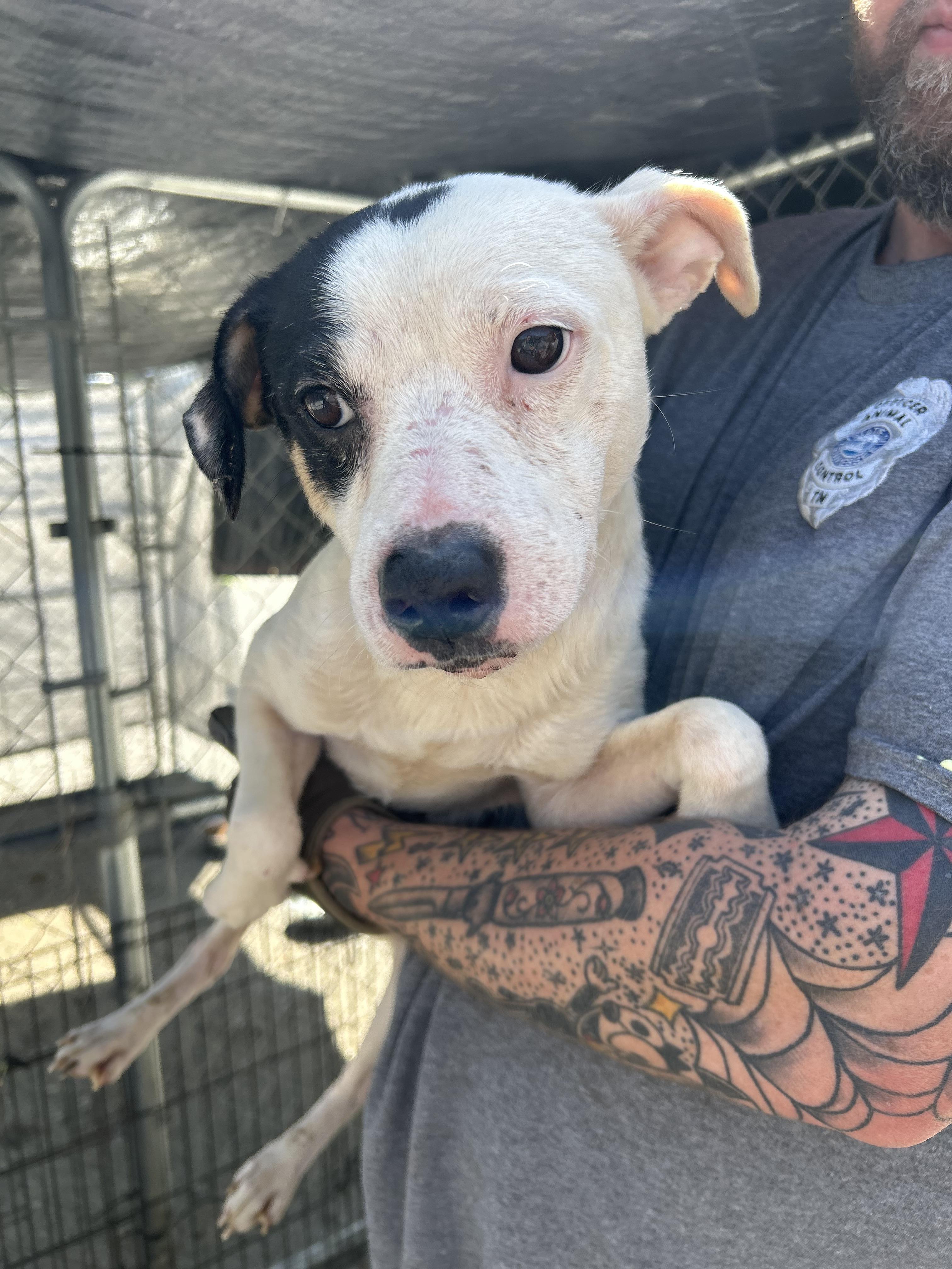 Enlarge Blaze, an adopted mixed breed in Manchester, TN image 2/5