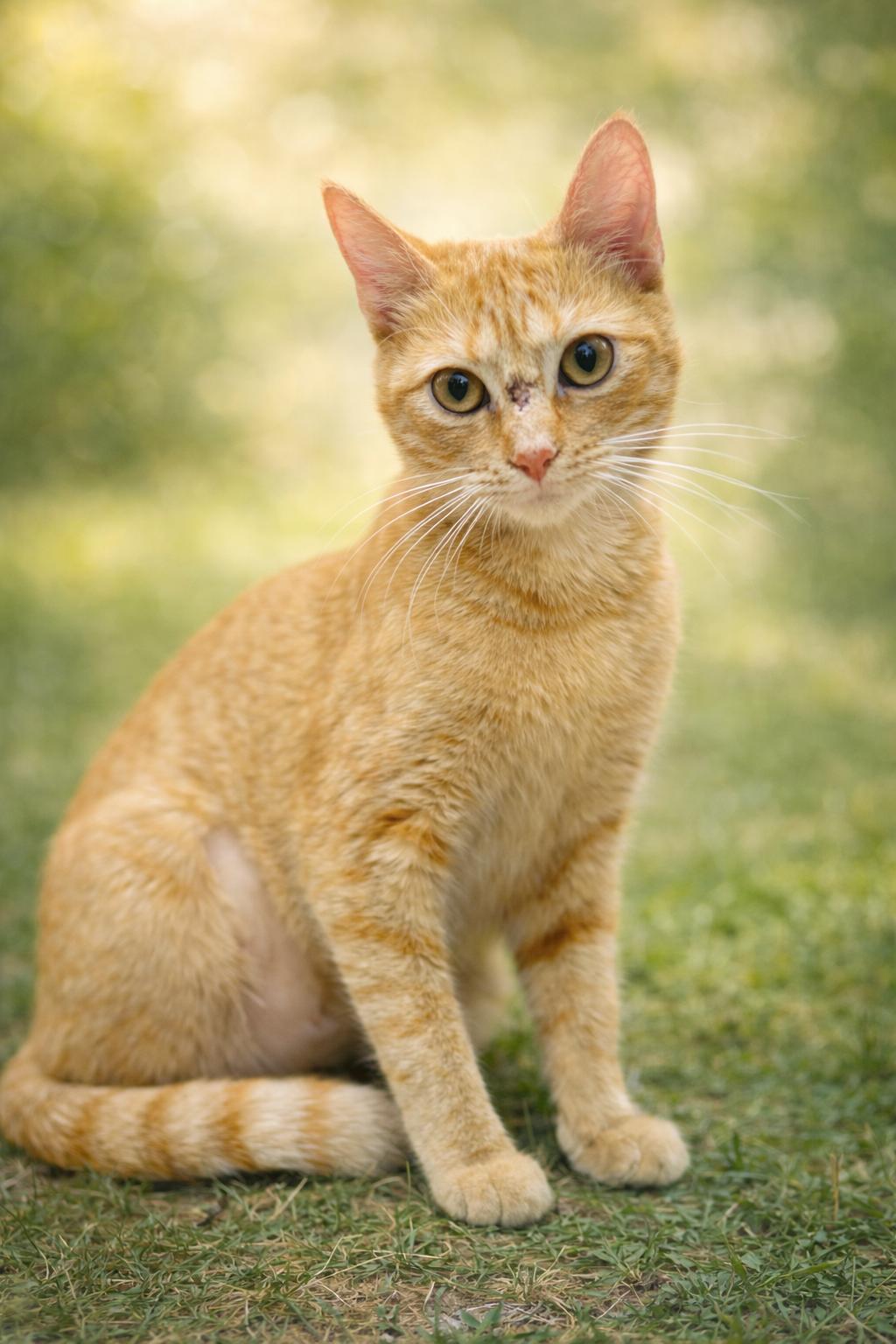 Enlarge Sissy: Not at Shelter (Maia), a Adoptable Domestic Short Hair in Rustburg, VA image 1/3