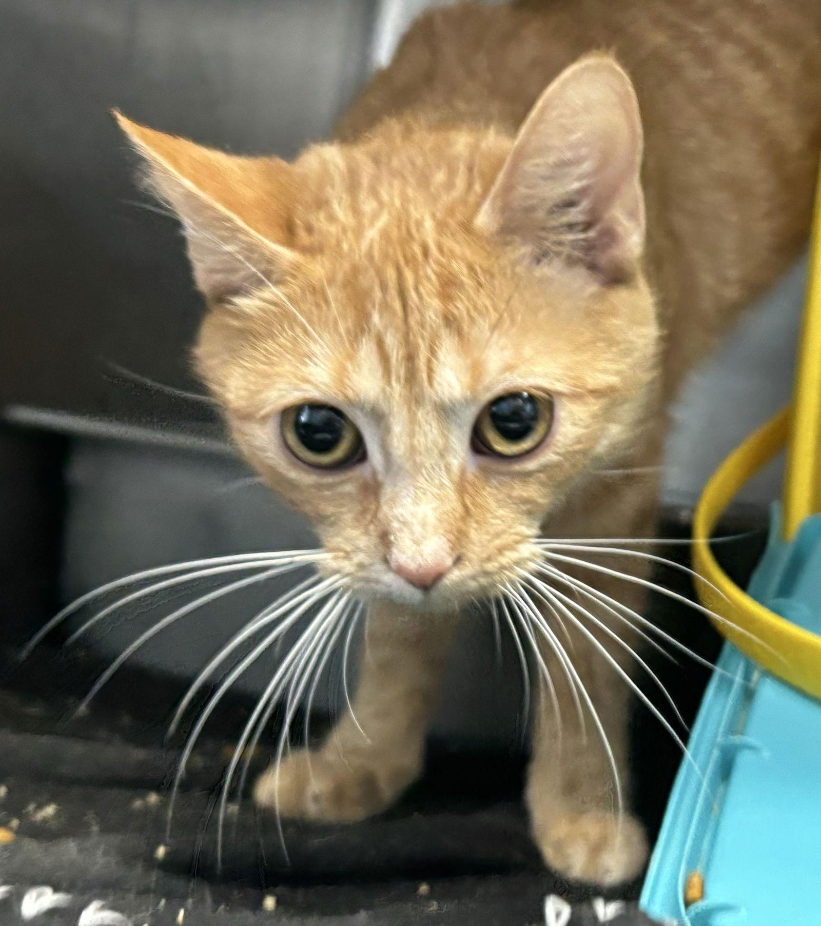 Enlarge Sissy: Not at Shelter (Maia), a Adoptable Domestic Short Hair in Rustburg, VA image 2/3