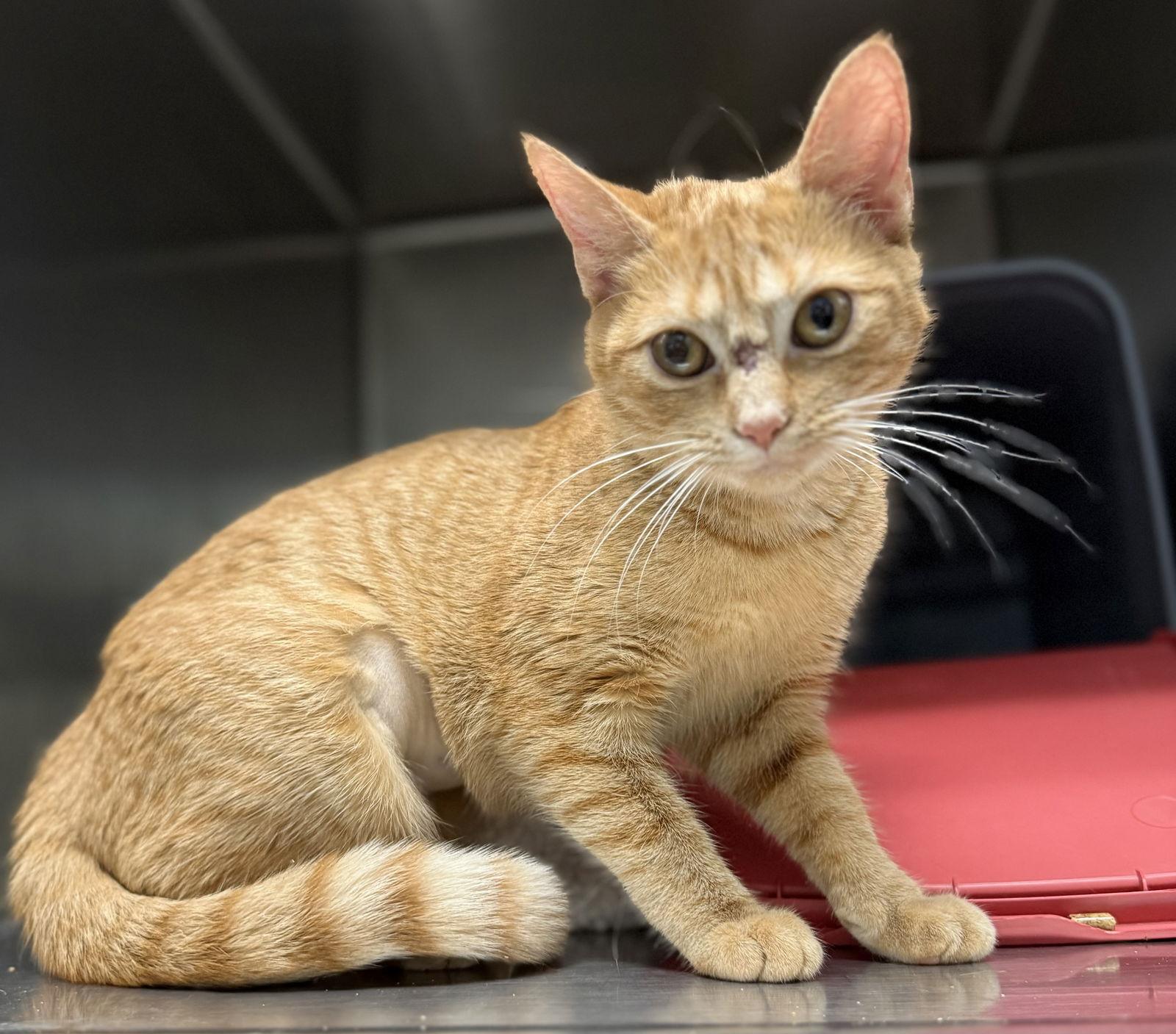 Sissy: Not at Shelter (Maia), Adoptable, Young Female Domestic Short Hair.
