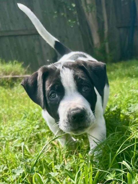 Enlarge Buford, an adopted mixed breed in Cypress, TX image 3/3