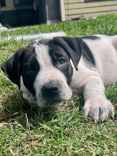 Enlarge Buford, an adopted mixed breed in Cypress, TX image 2/3