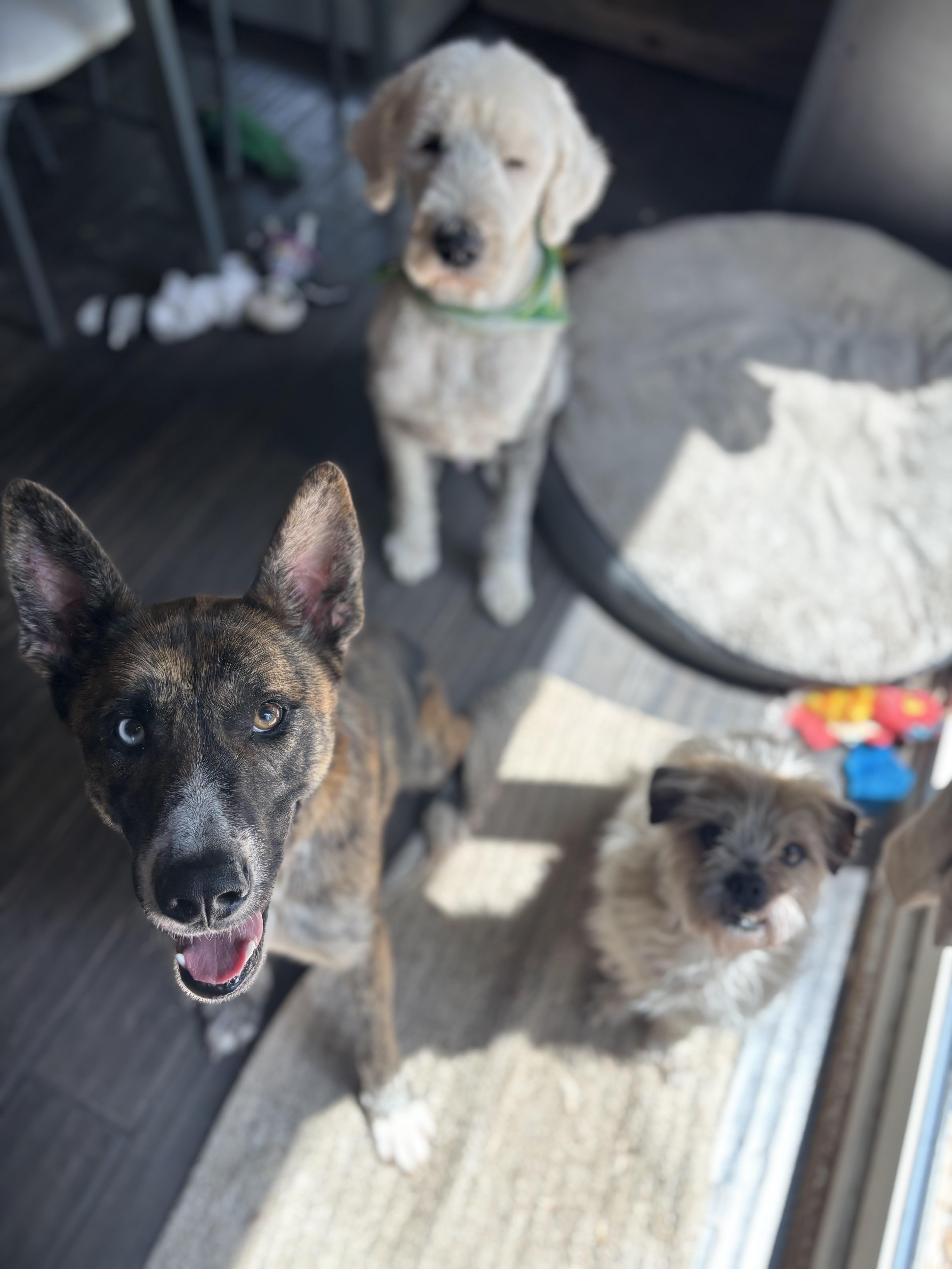 Gem, a Adoptable mixed breed in Ortonville, MI image 2/5