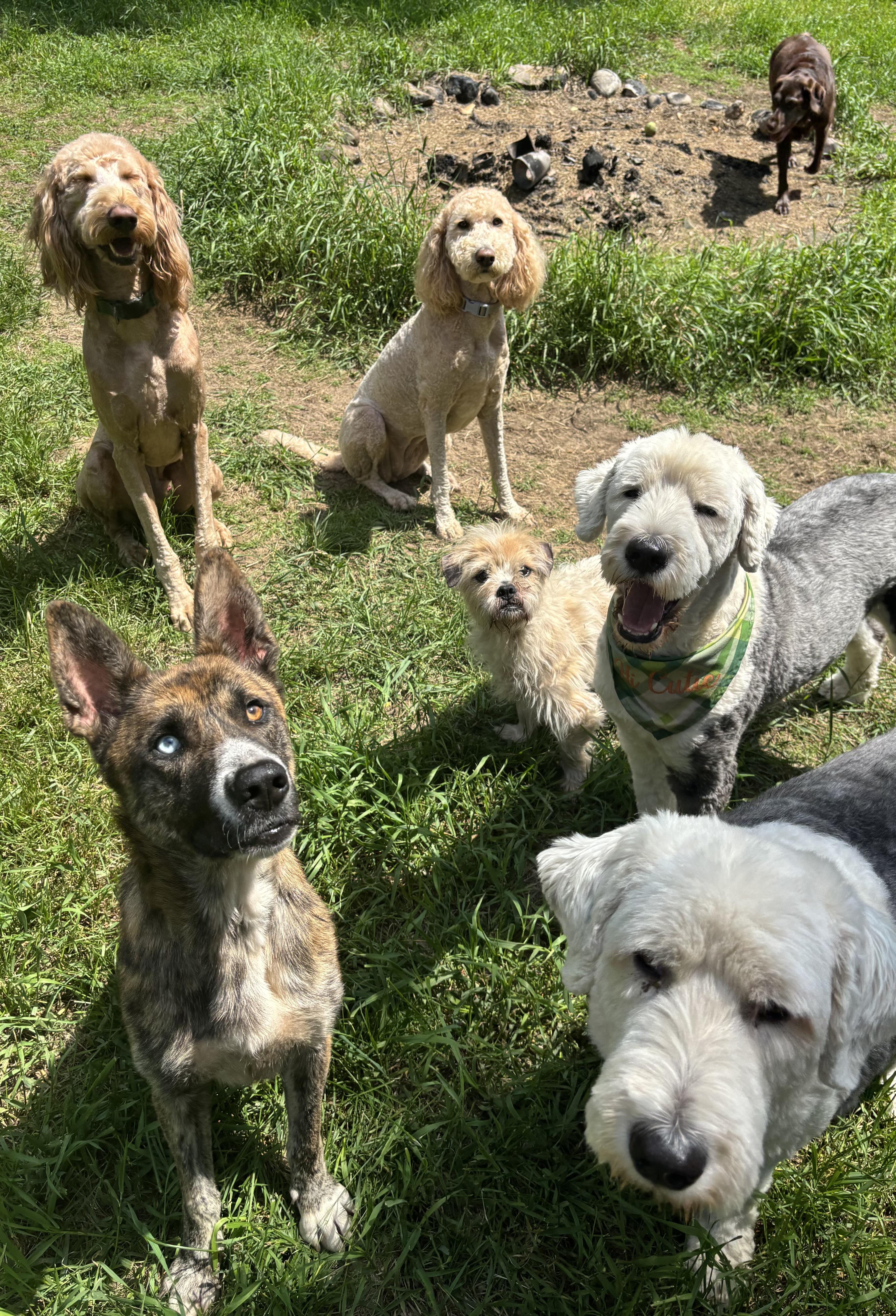 Gem, a Adoptable mixed breed in Ortonville, MI image 3/5