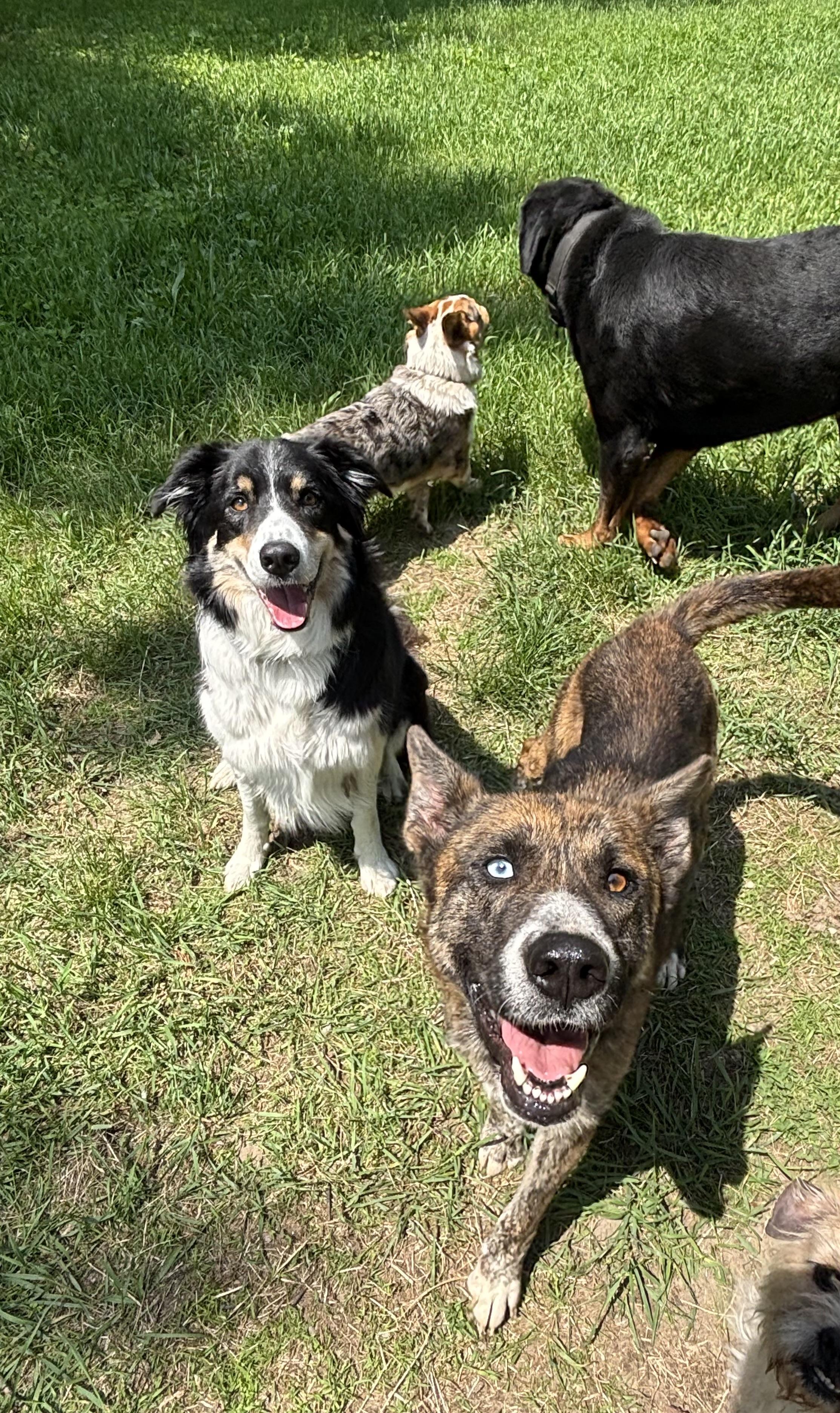 Gem, a Adoptable mixed breed in Ortonville, MI image 4/5