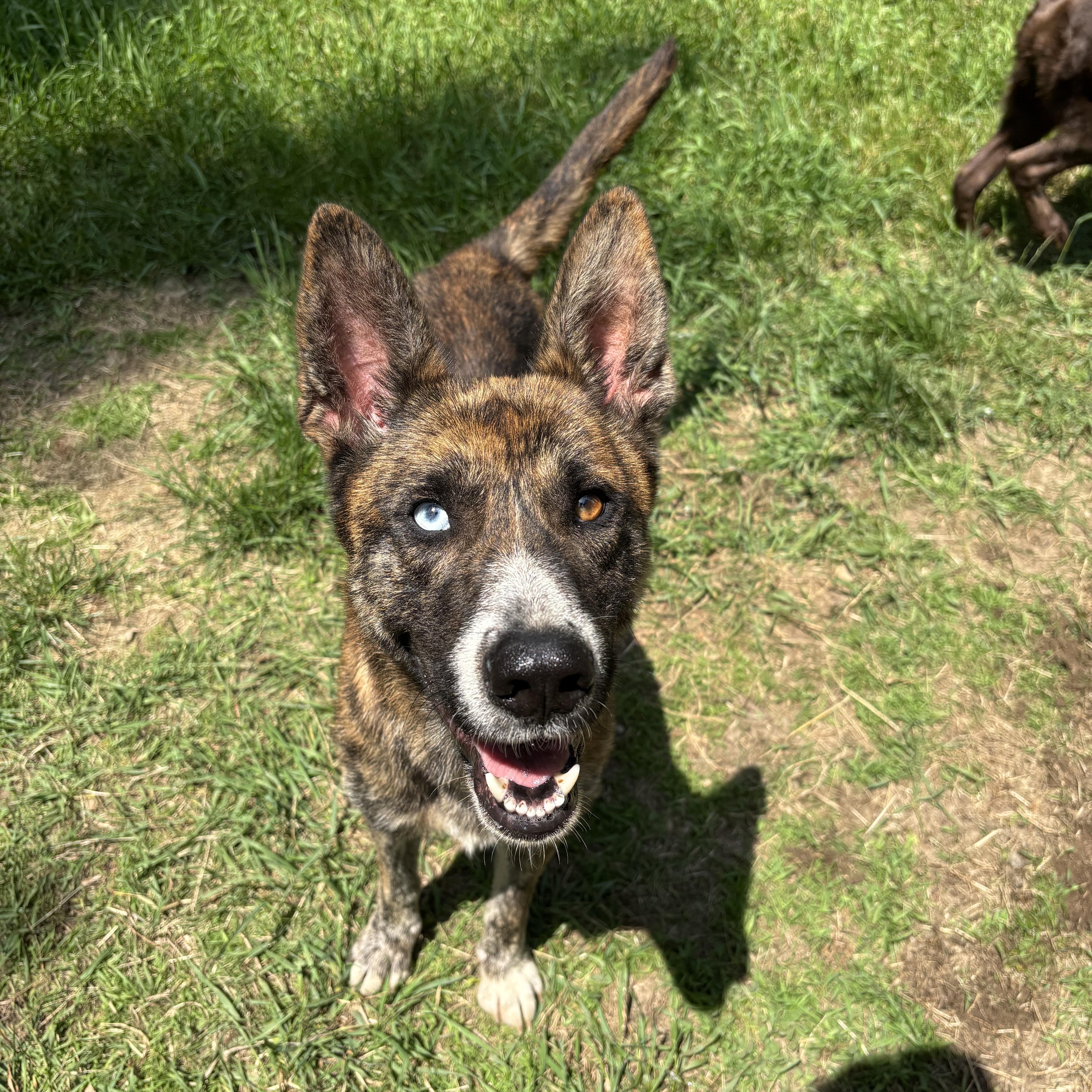 Gem, Adoptable, Adult Female German Shepherd Dog & Husky.