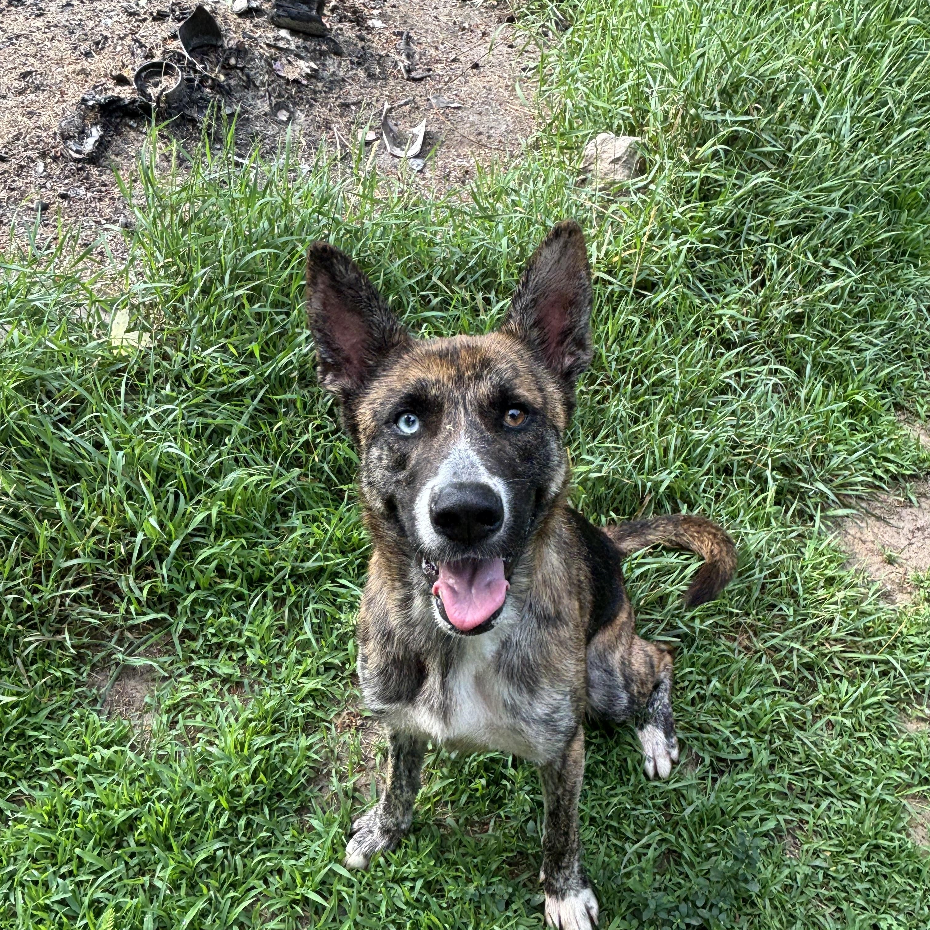 Gem, a Adoptable mixed breed in Ortonville, MI image 5/5