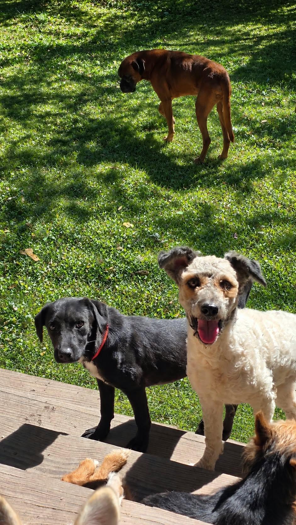 Enlarge Tilly, a Adoptable mixed breed in church point, LA image 3/3