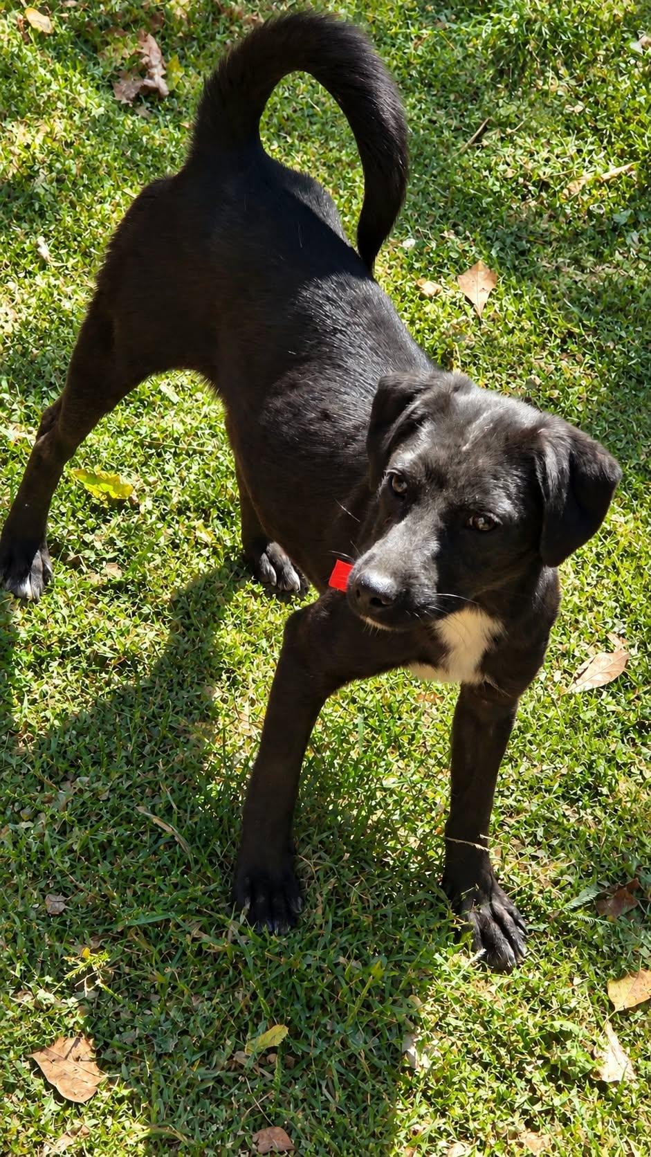Enlarge Tilly, a Adoptable mixed breed in church point, LA image 1/3