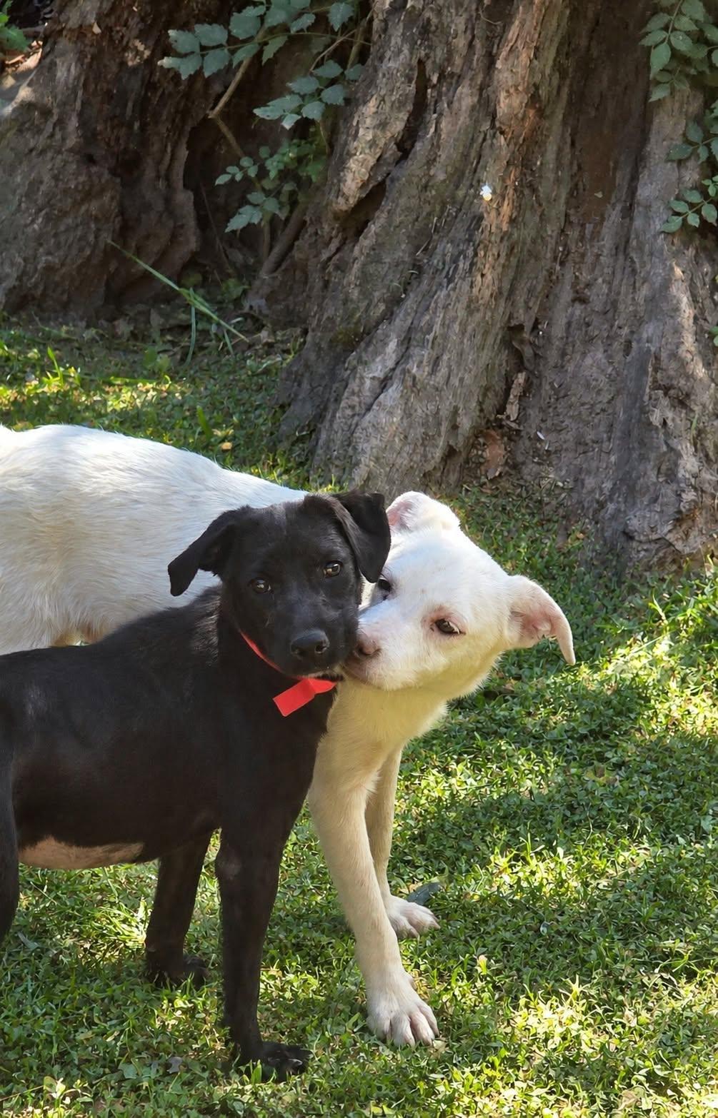 Enlarge Tilly, a Adoptable mixed breed in church point, LA image 2/3
