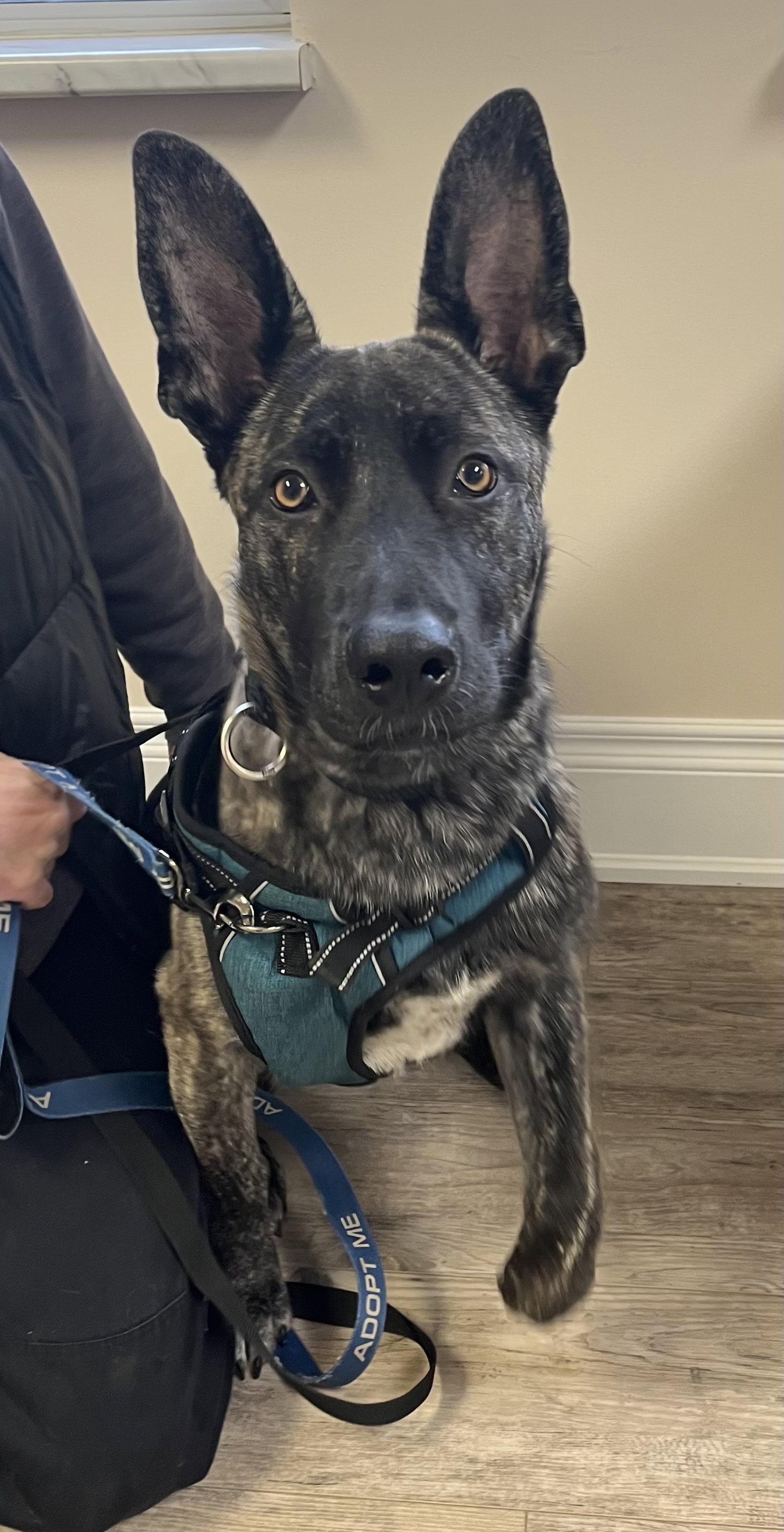 AZTEC, Adoptable, Puppy Male Dutch Shepherd & German Shepherd Dog.