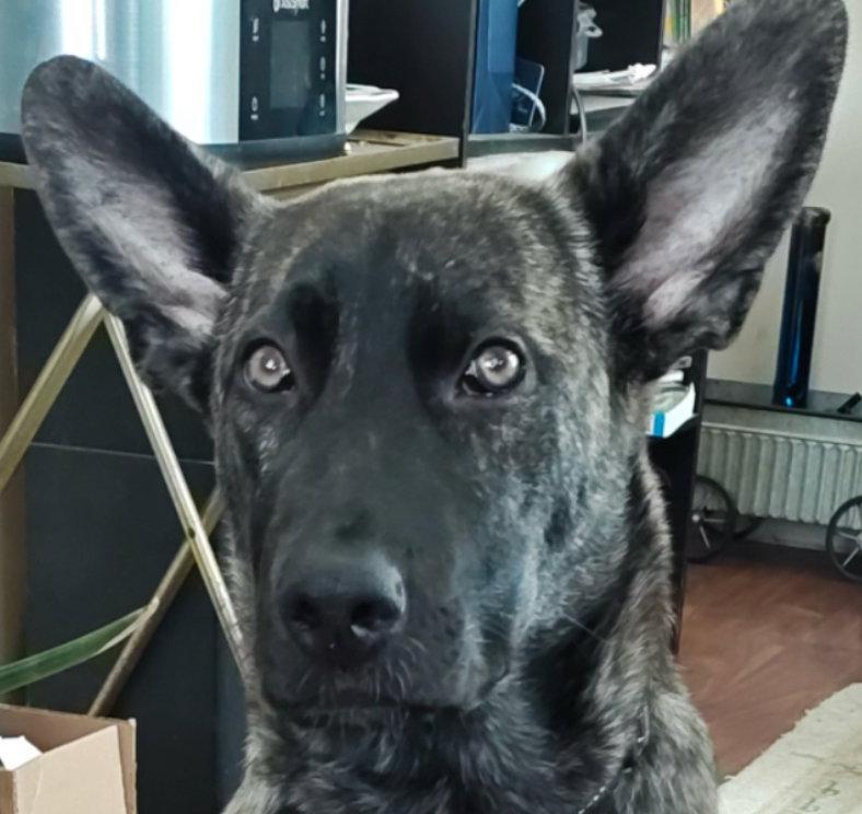 Enlarge AZTEC, a Adoptable mixed breed in Minesing, ON image 2/3