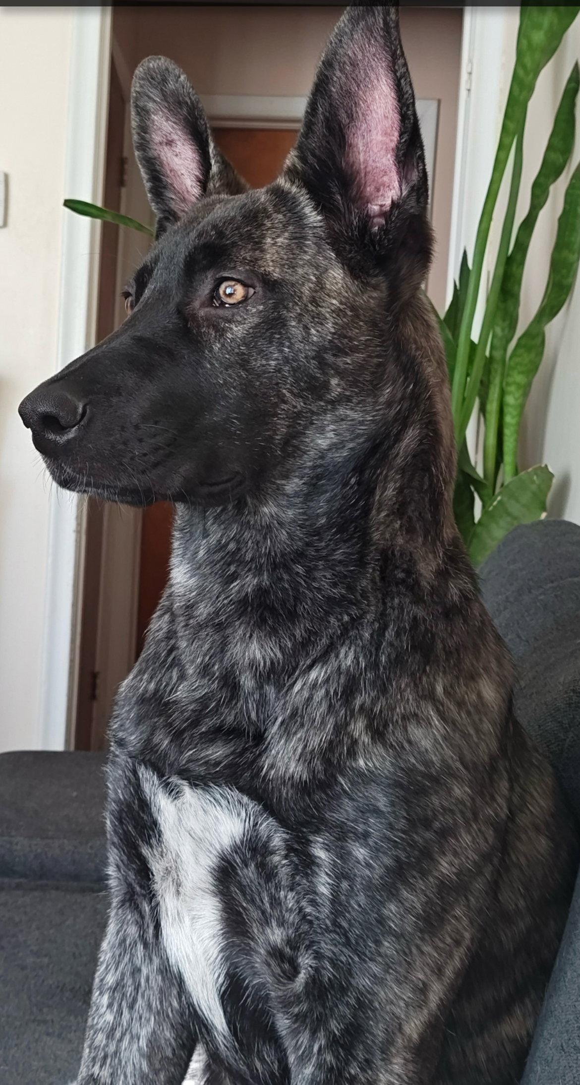 AZTEC, Adoptable, Puppy Male Dutch Shepherd & German Shepherd Dog.