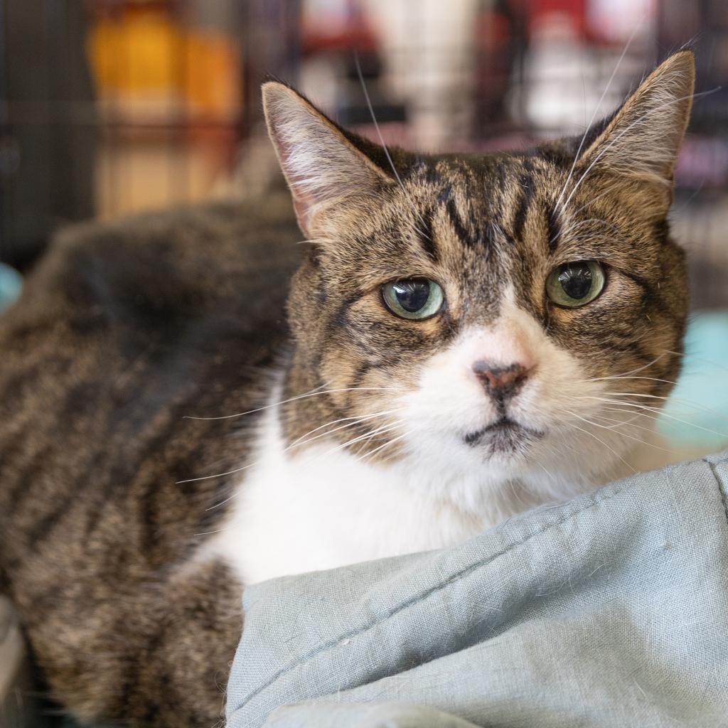 Enlarge Gabi (Georgette) WHS, a Adoptable Domestic Short Hair in Merrifield, VA image 1/3