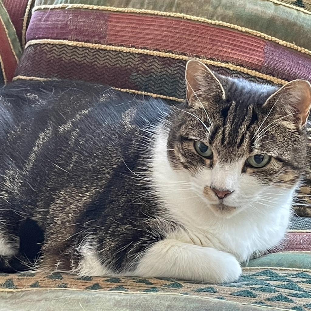 Enlarge Gabi (Georgette) WHS, a Adoptable Domestic Short Hair in Merrifield, VA image 2/3