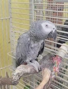 Enlarge Sidney, a Adoptable African Grey in Edgerton, WI image 1/1