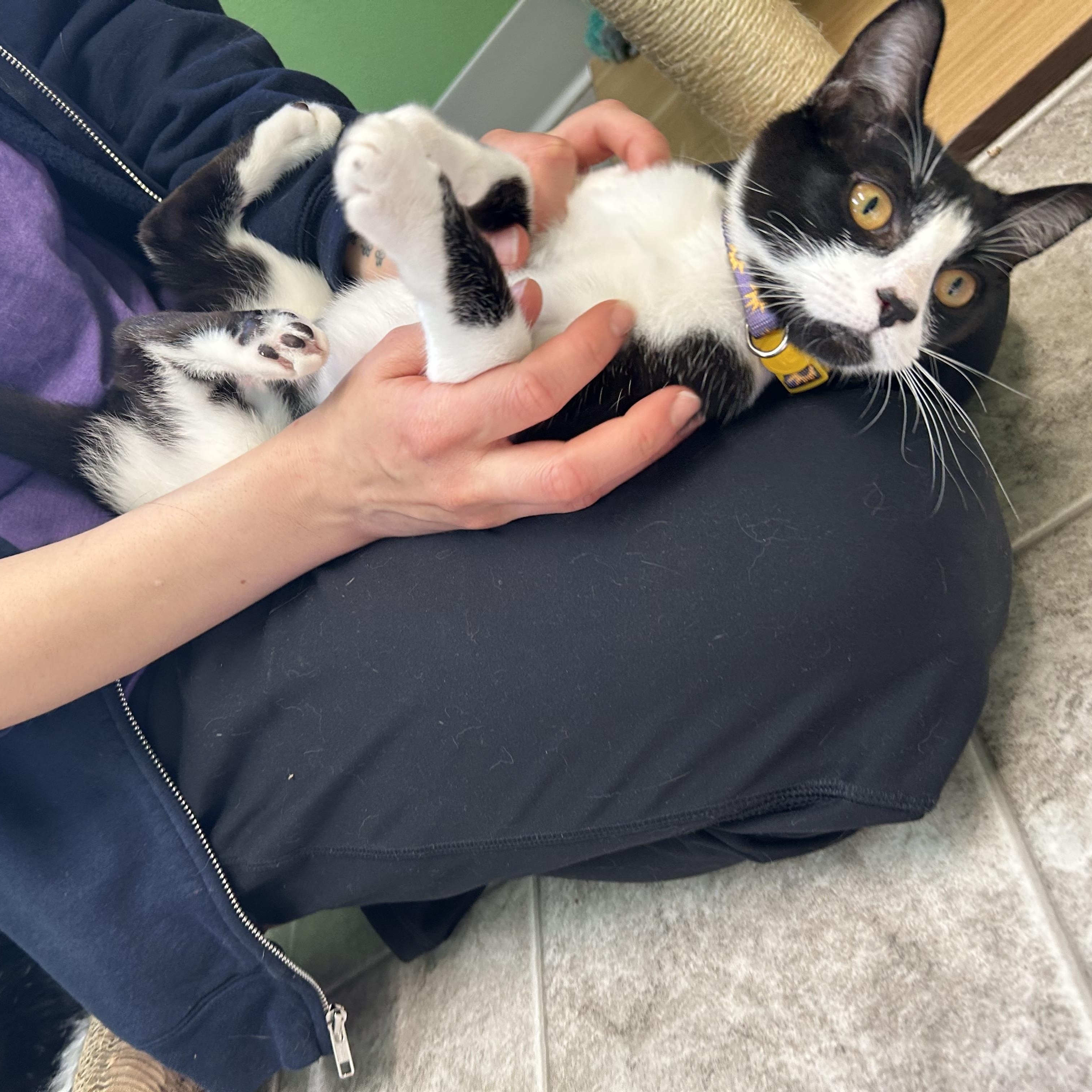 Enlarge Violet, a ADOPTABLE Domestic Short Hair in Greenbelt, MD image 5/6