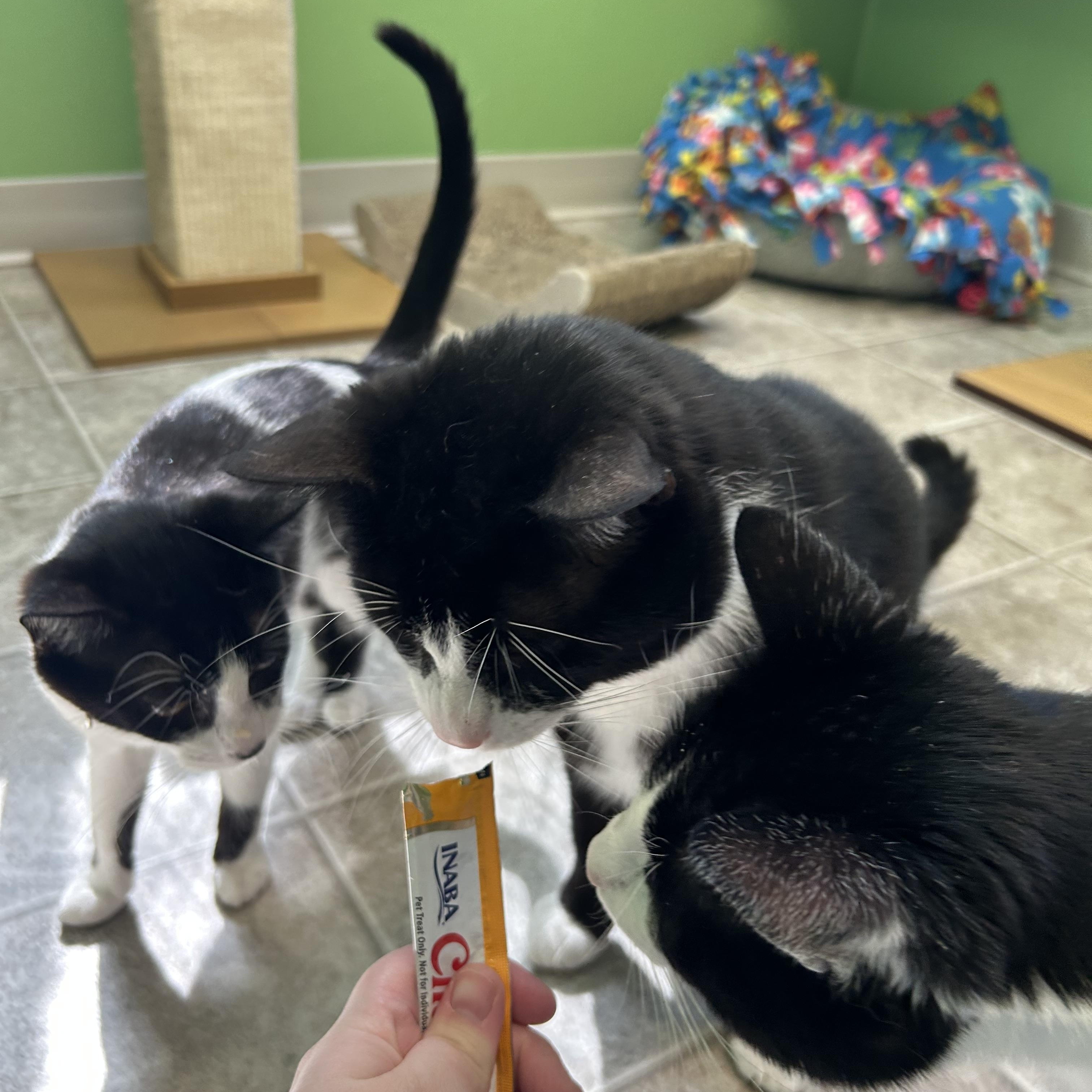 Enlarge Violet, a ADOPTABLE Domestic Short Hair in Greenbelt, MD image 3/6